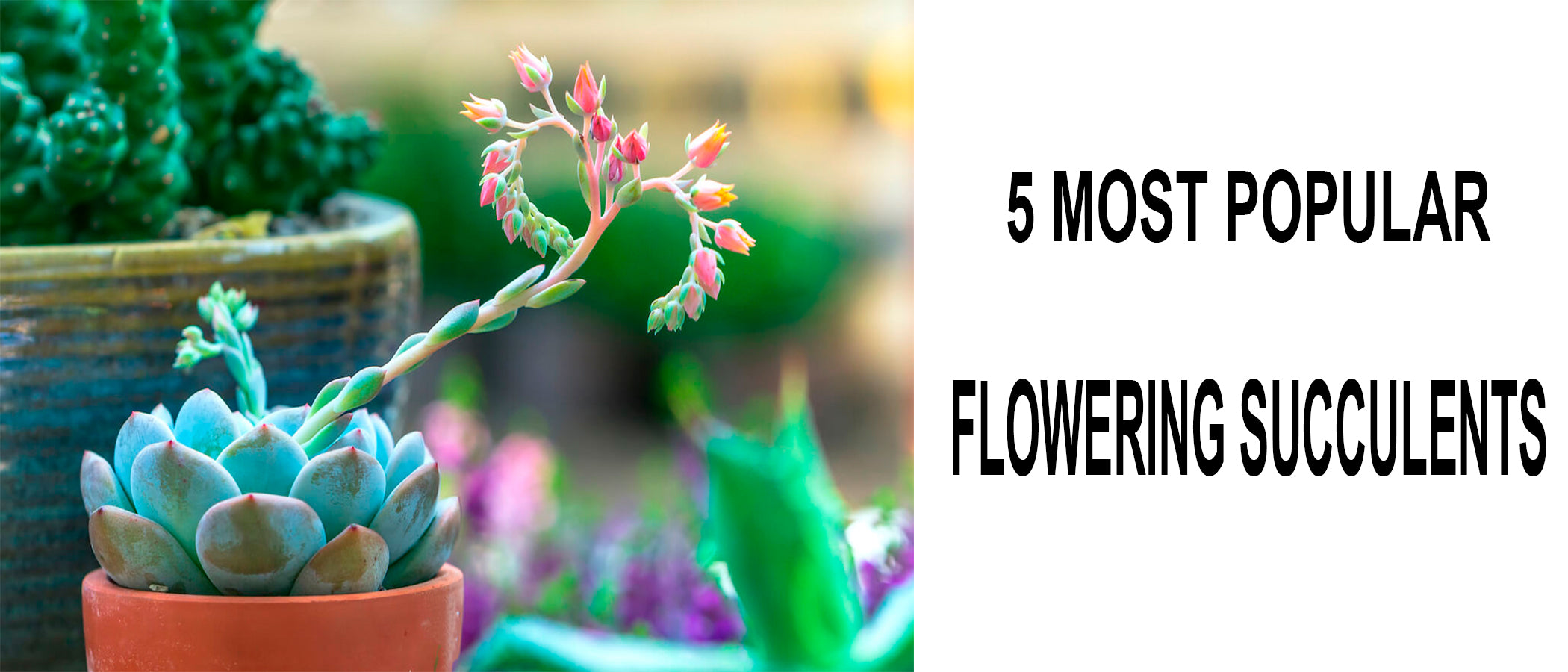 Best Easy Flowering Succulents - Most Beautiful Succulents