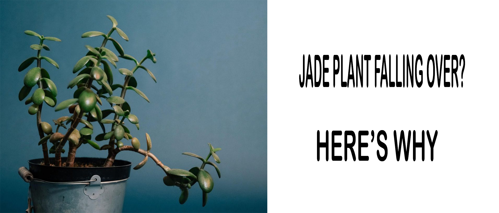 Is Your Jade Plant Falling Over? Here's Why! MyGardeninn
