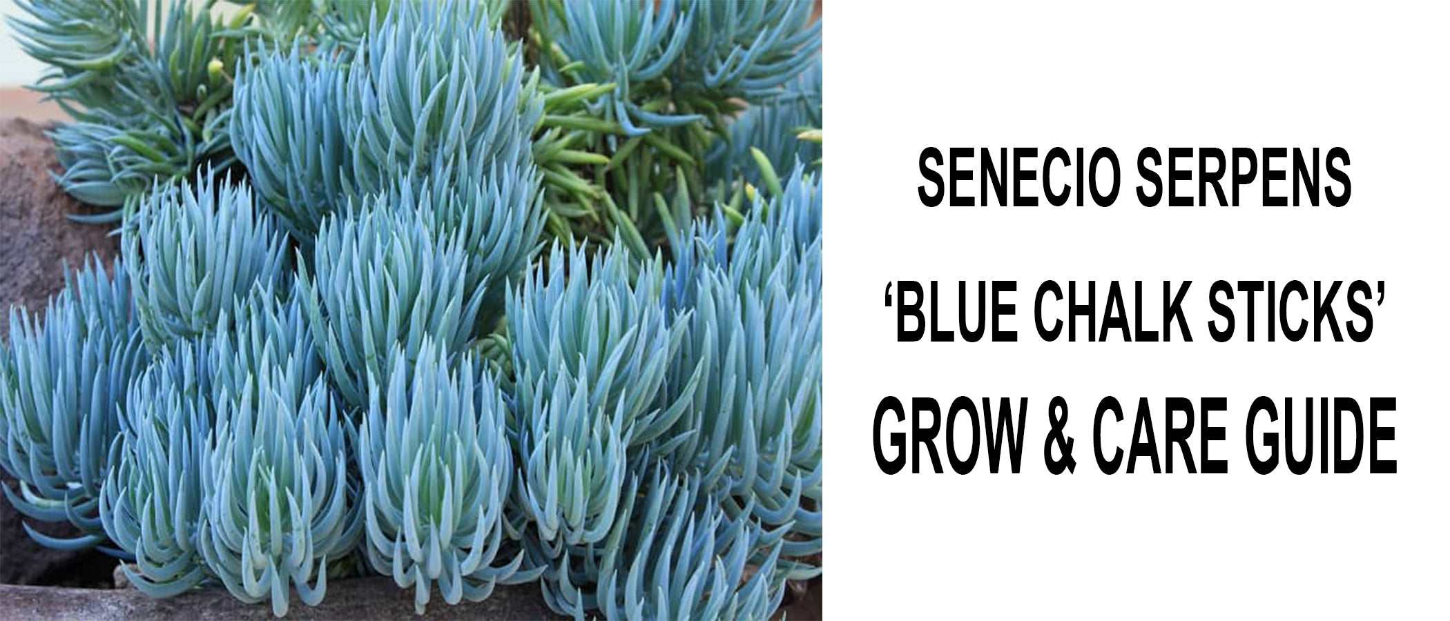 Senecio Serpens 'Blue Chalk sticks' Grow and Care Guide