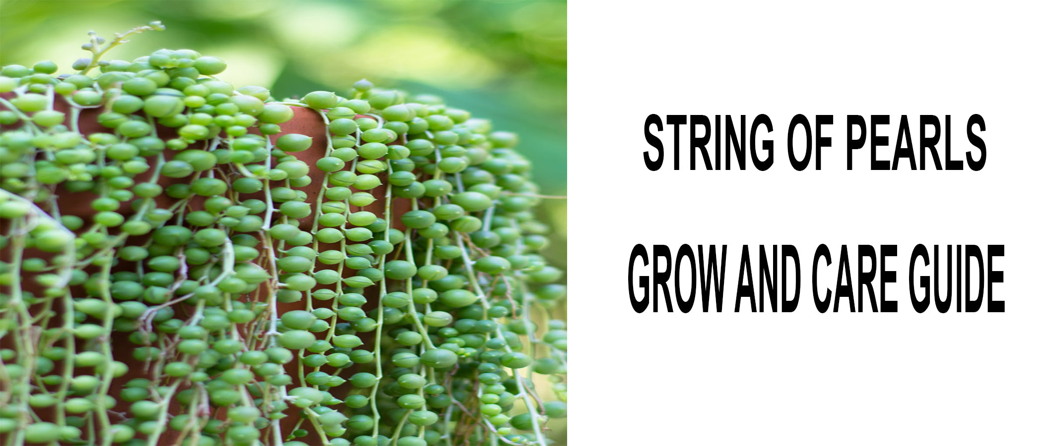 How to Grow and Care for String of Pearls Plant