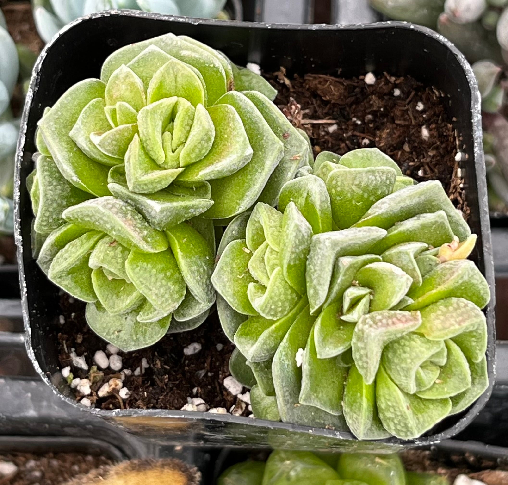 green and white leaf succulent Crassula Dorothy