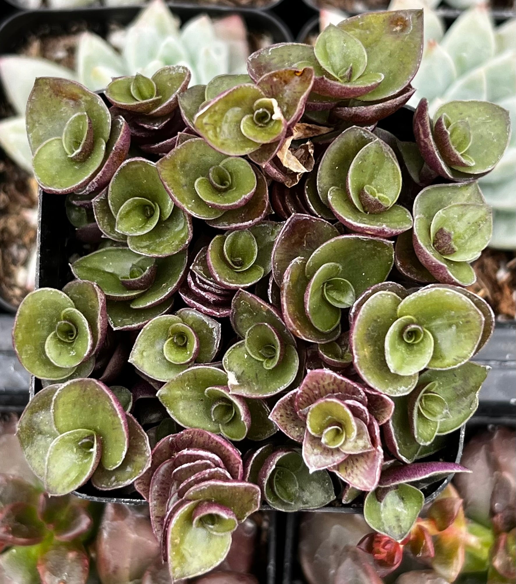 is turtle vine a succulent Callisia Repens Turtle Vine
