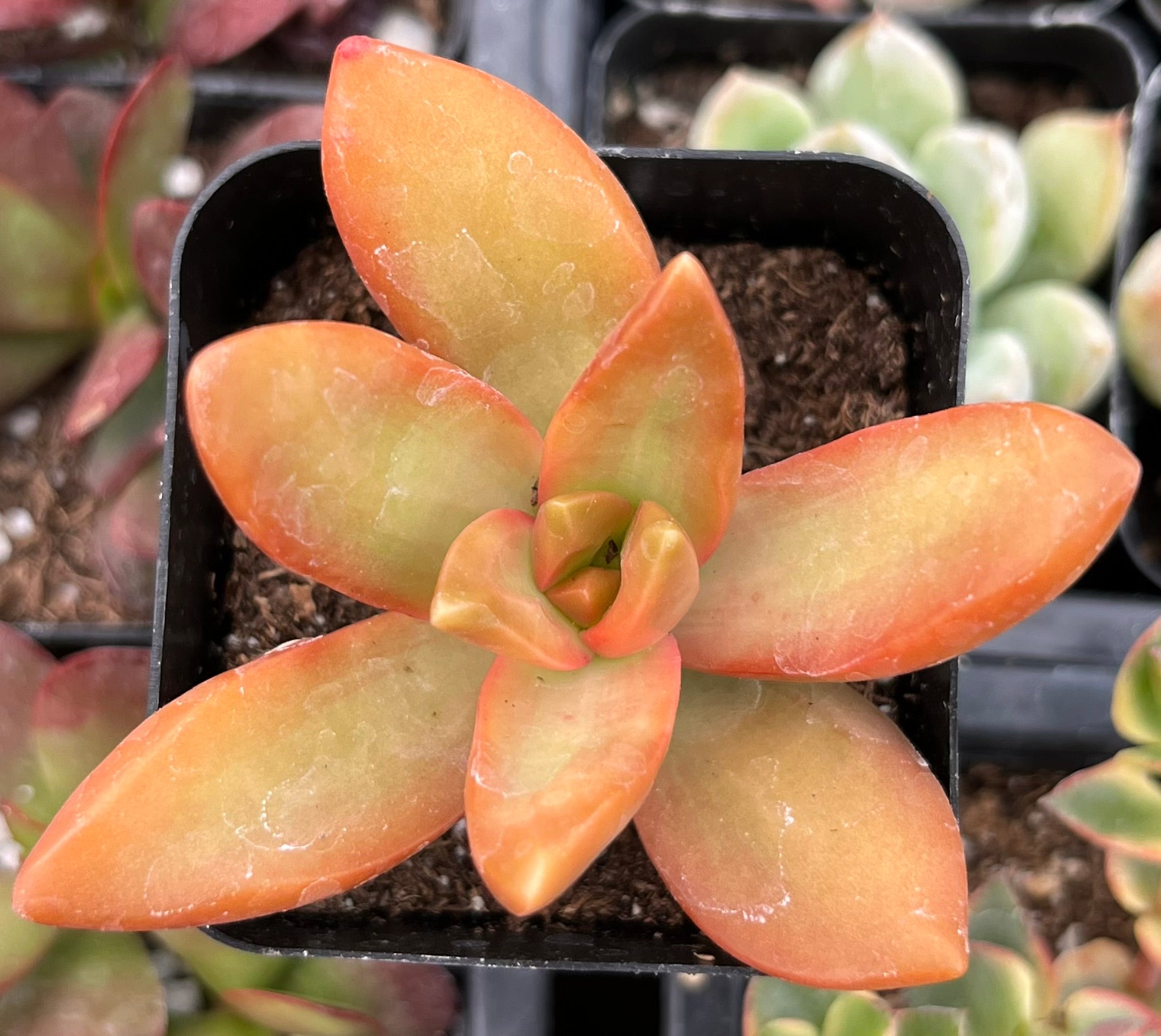 Sedum Firestorm 2 inch