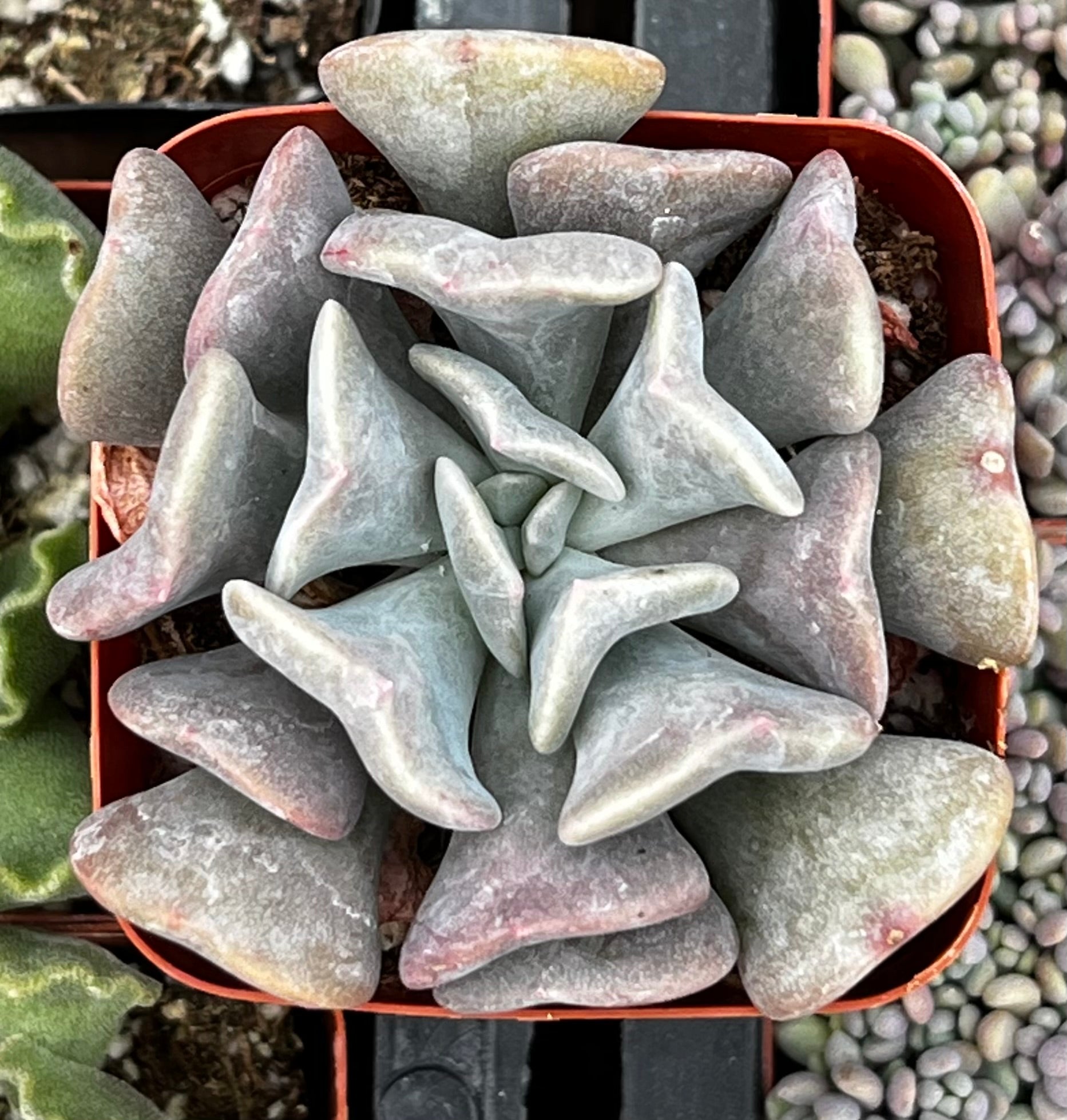 cubic frost succulent Cubic Frost Echeveria