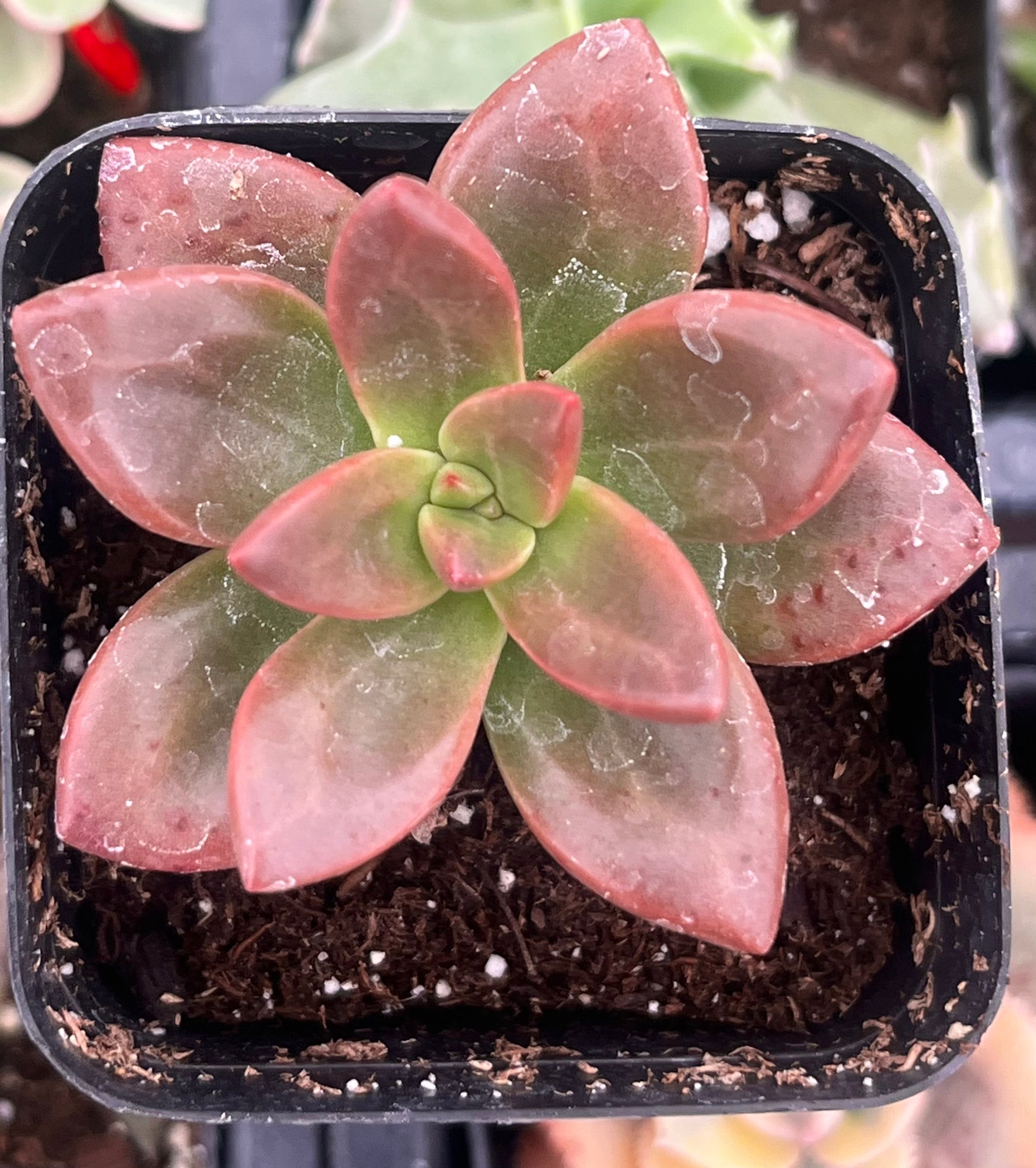 california sunset succulent Graptosedum California Sunset