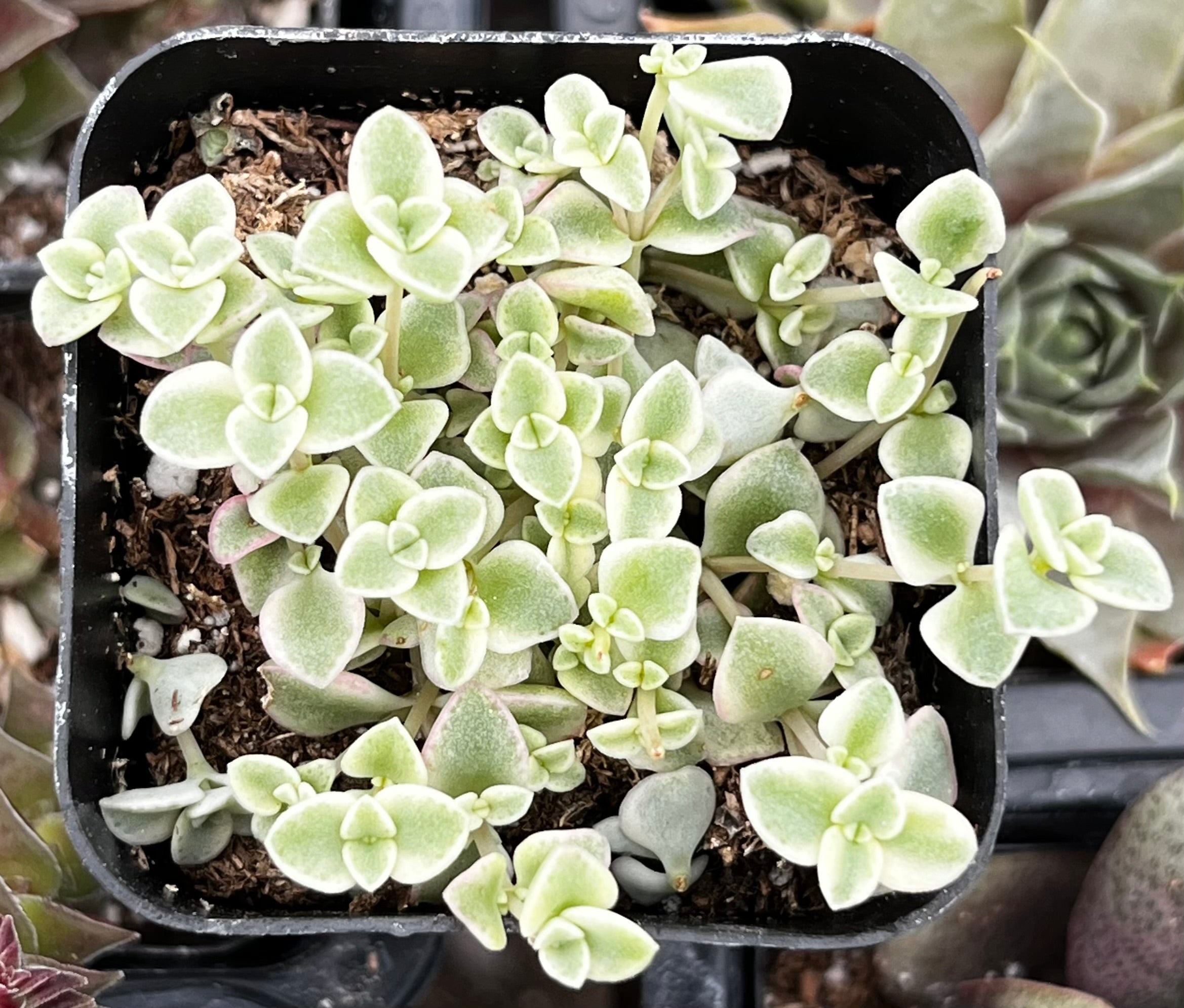 little missy succulent Sedum Little Missy