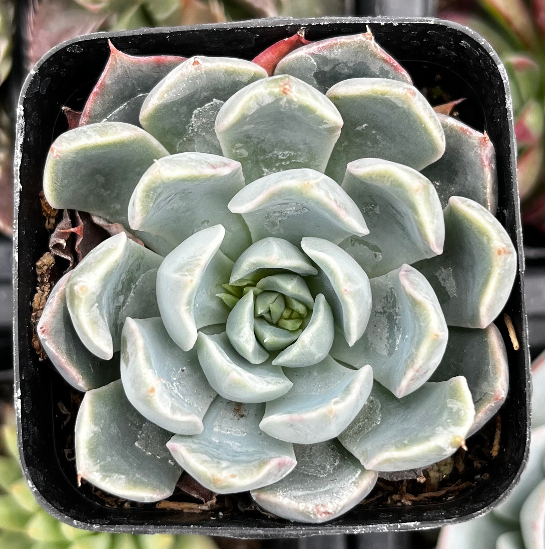 blue surprise succulent Echeveria Blue Surprise