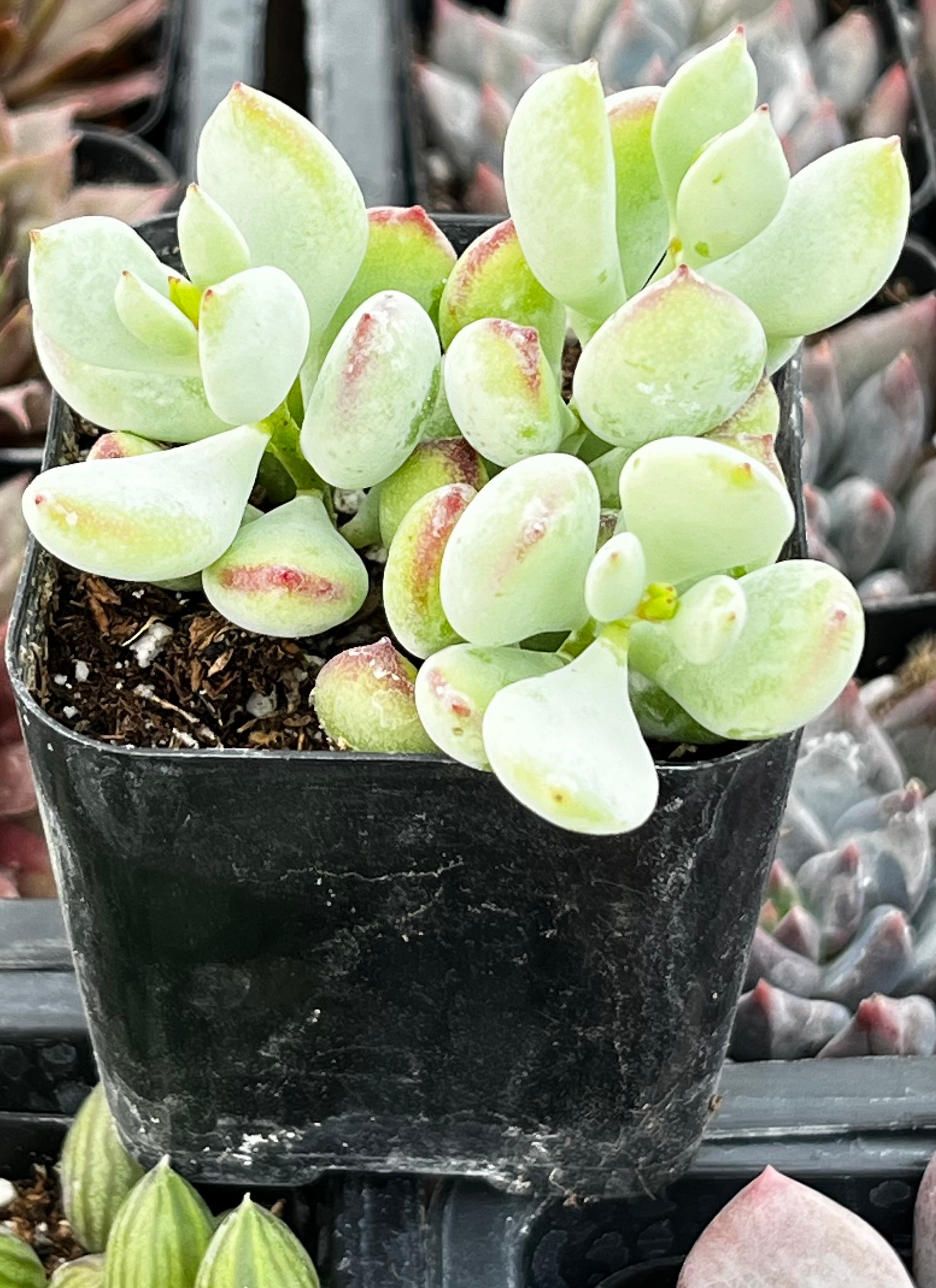 cotyledon succulent plant Cotyledon Pendens