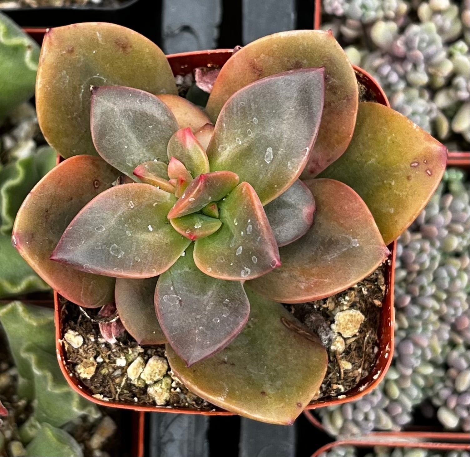 echeveria chroma succulent Echeveria Chroma