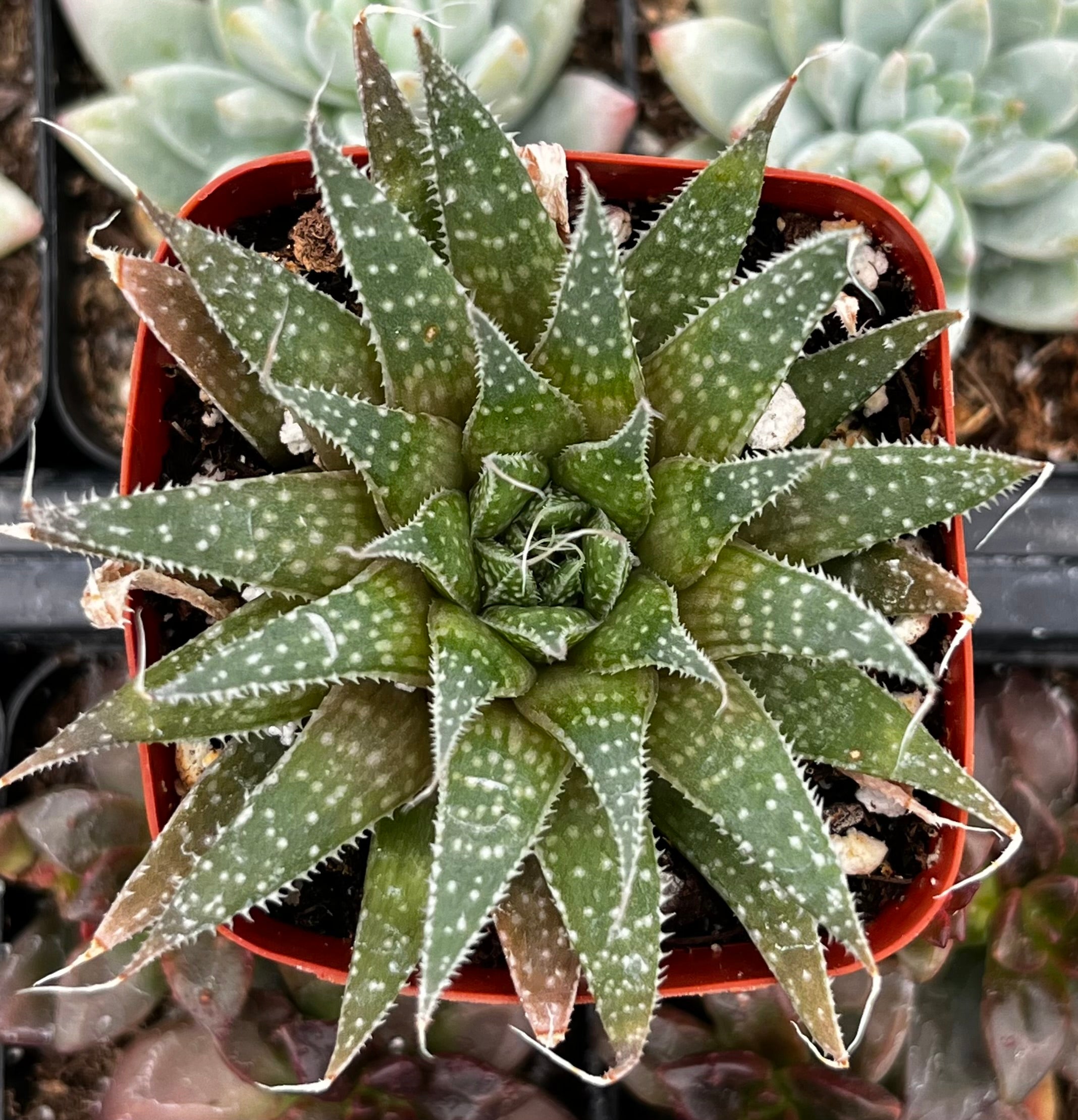 types of aloe succulent plants Lance Aloe