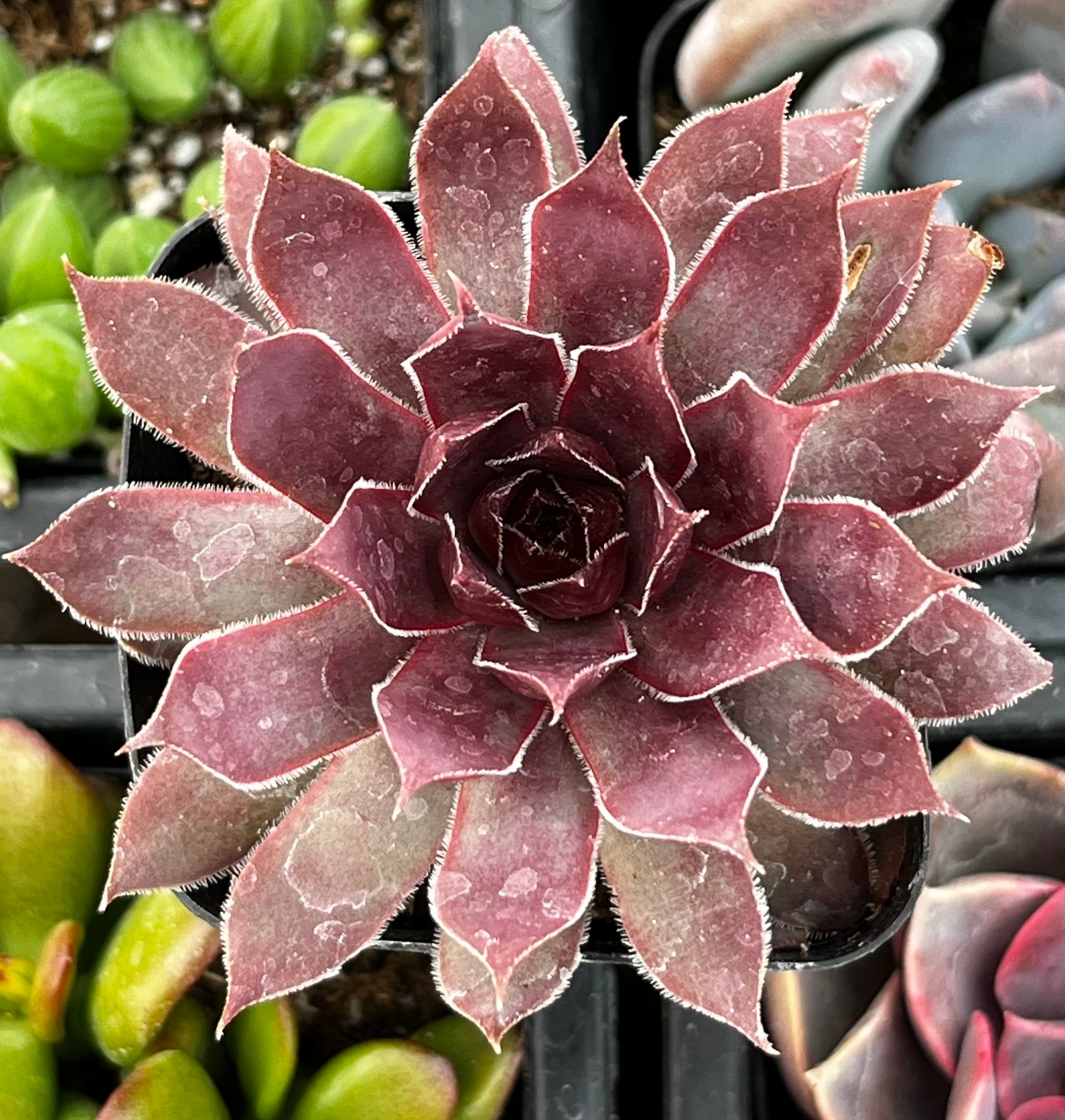 dark red succulent Sempervivum Red Lion