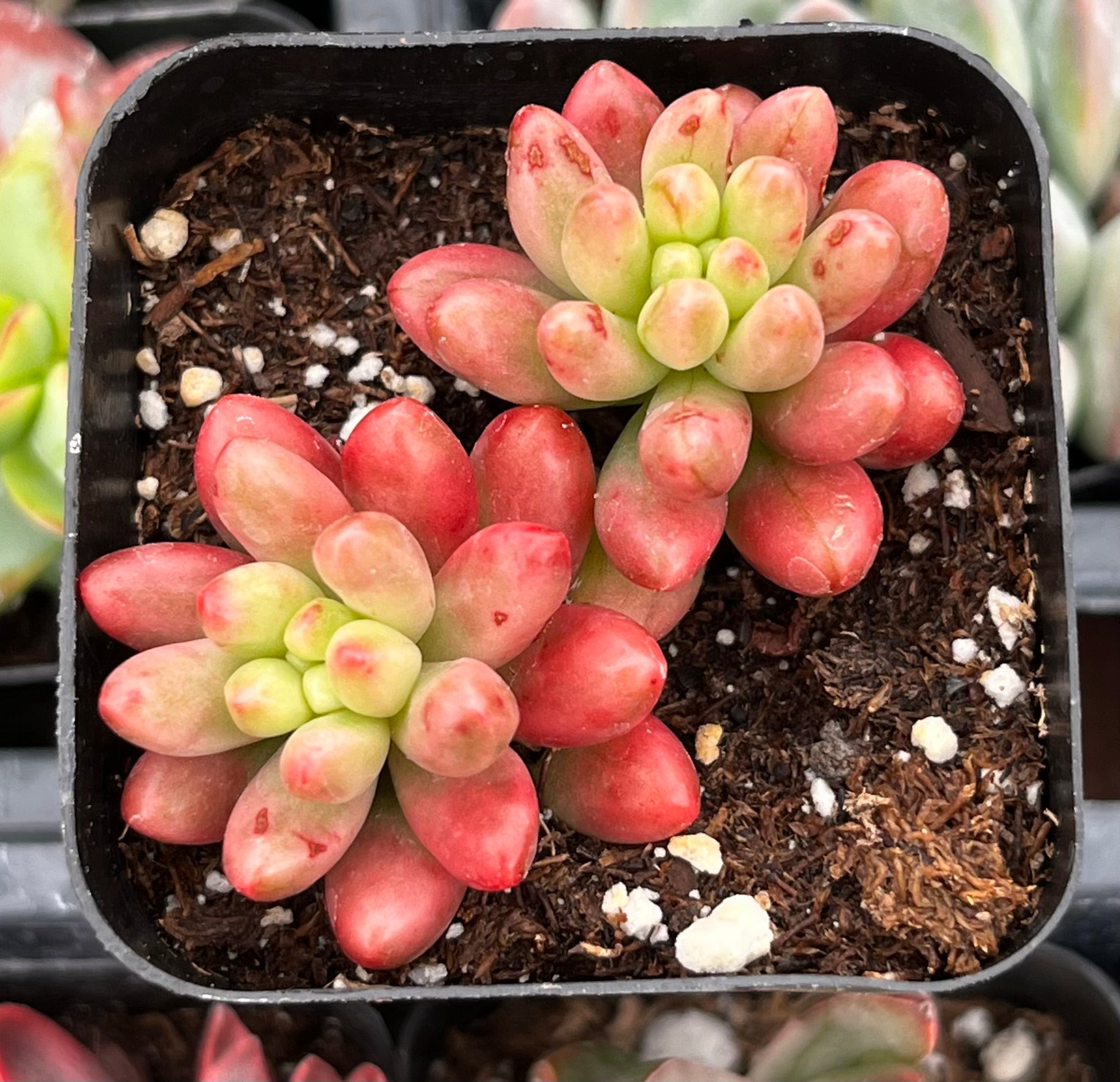 jelly bean succulent toxic Buy Sedum Jelly Bean