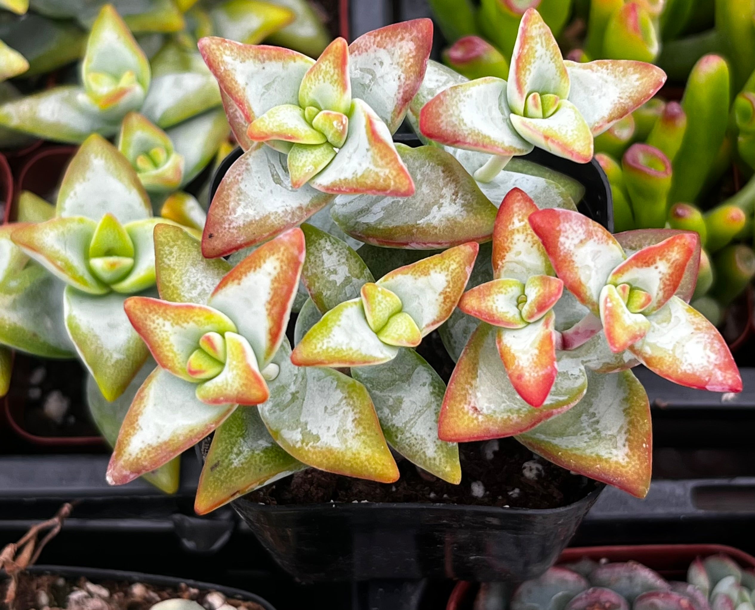 high voltage succulent Crassula High Voltage