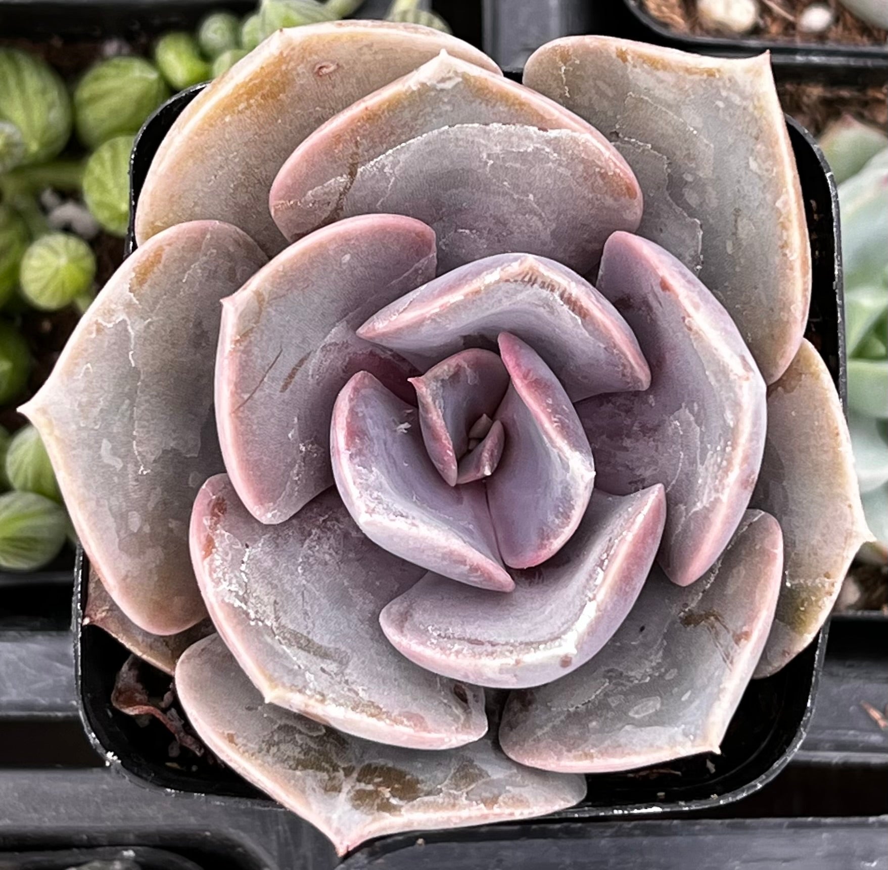 Buy Echeveria Perle Von Nurnberg | Ramsey Succulents