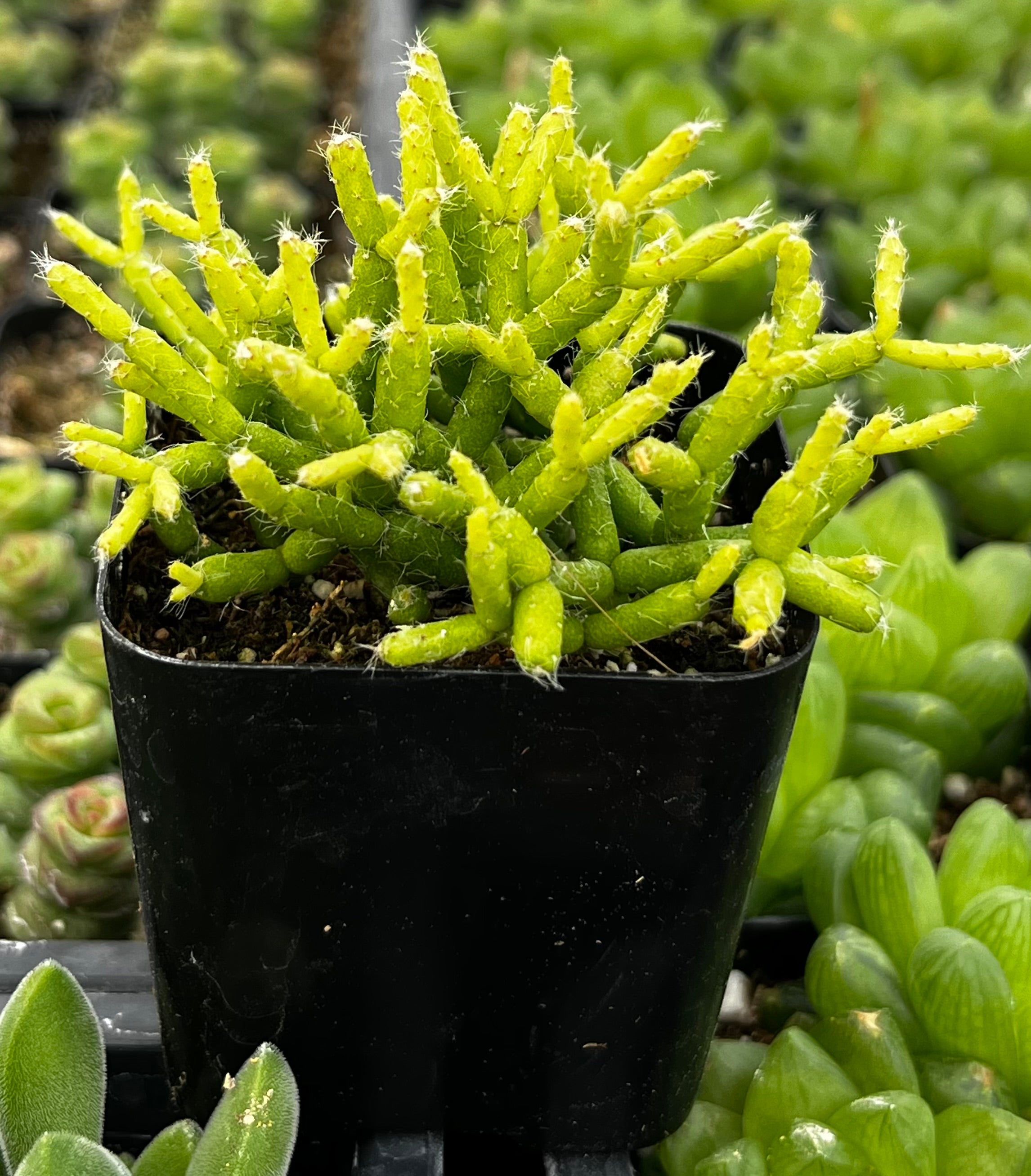 coral plant succulent Rhipsalis Cereuscula