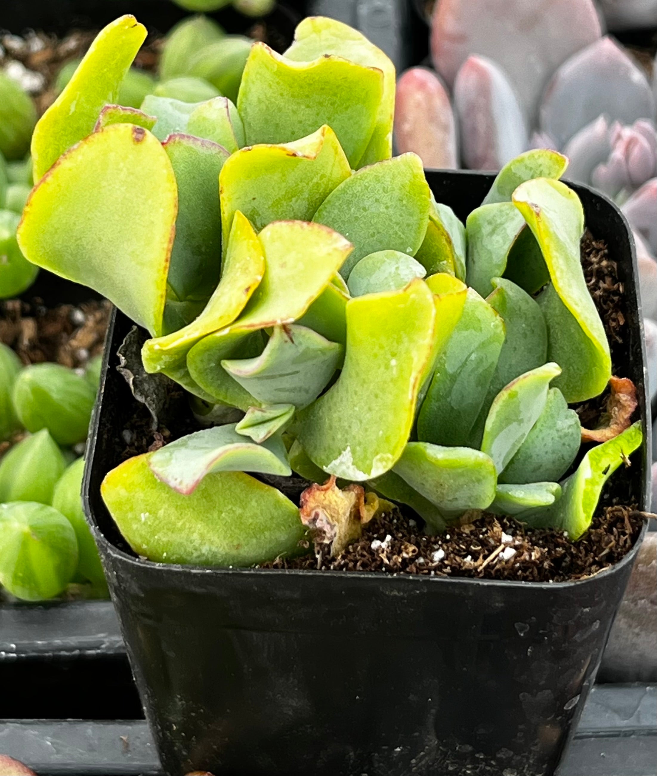 ripple jade plant Ruffle Jade