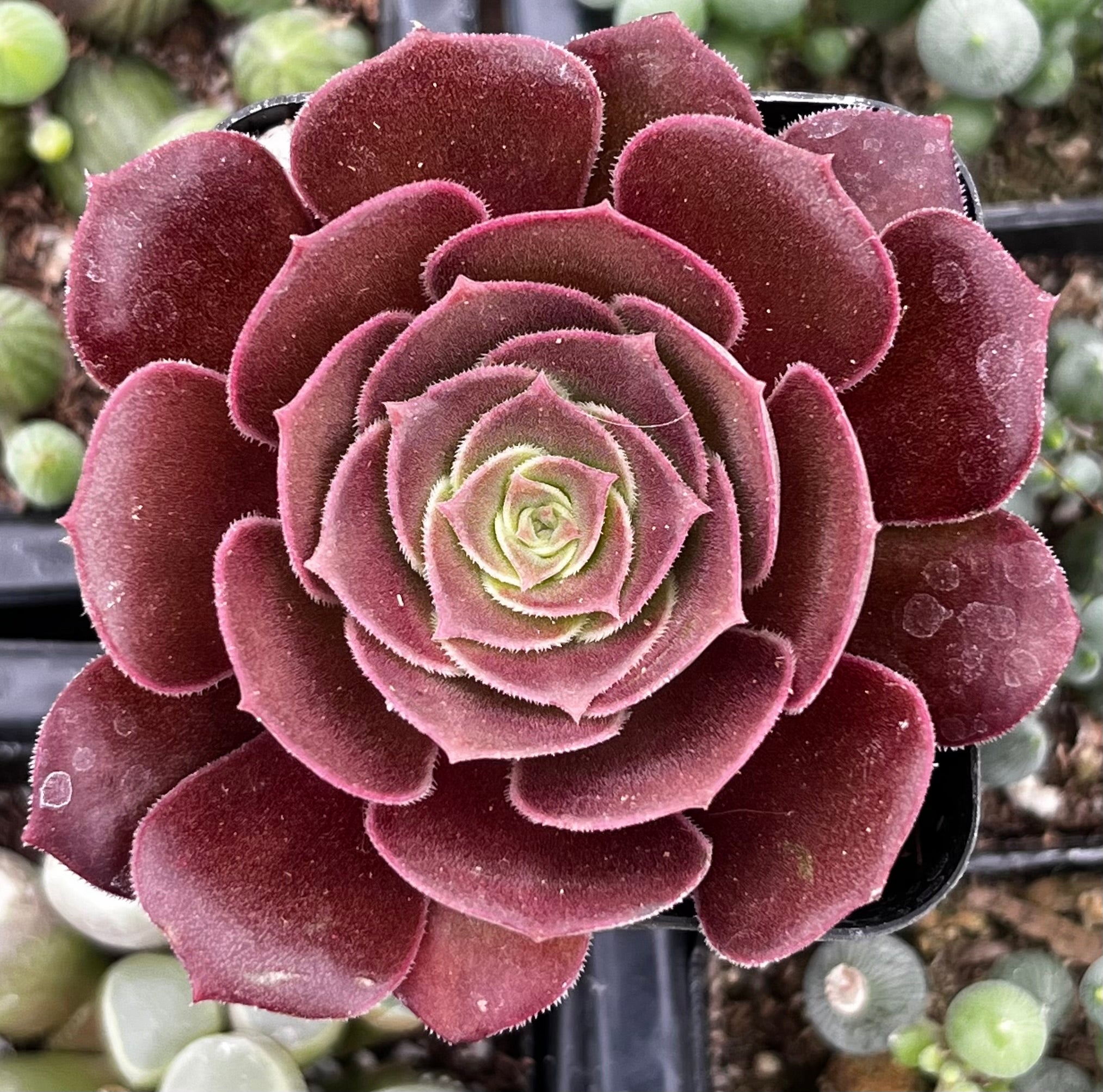 aeonium velour succulent Aeonium Velvour