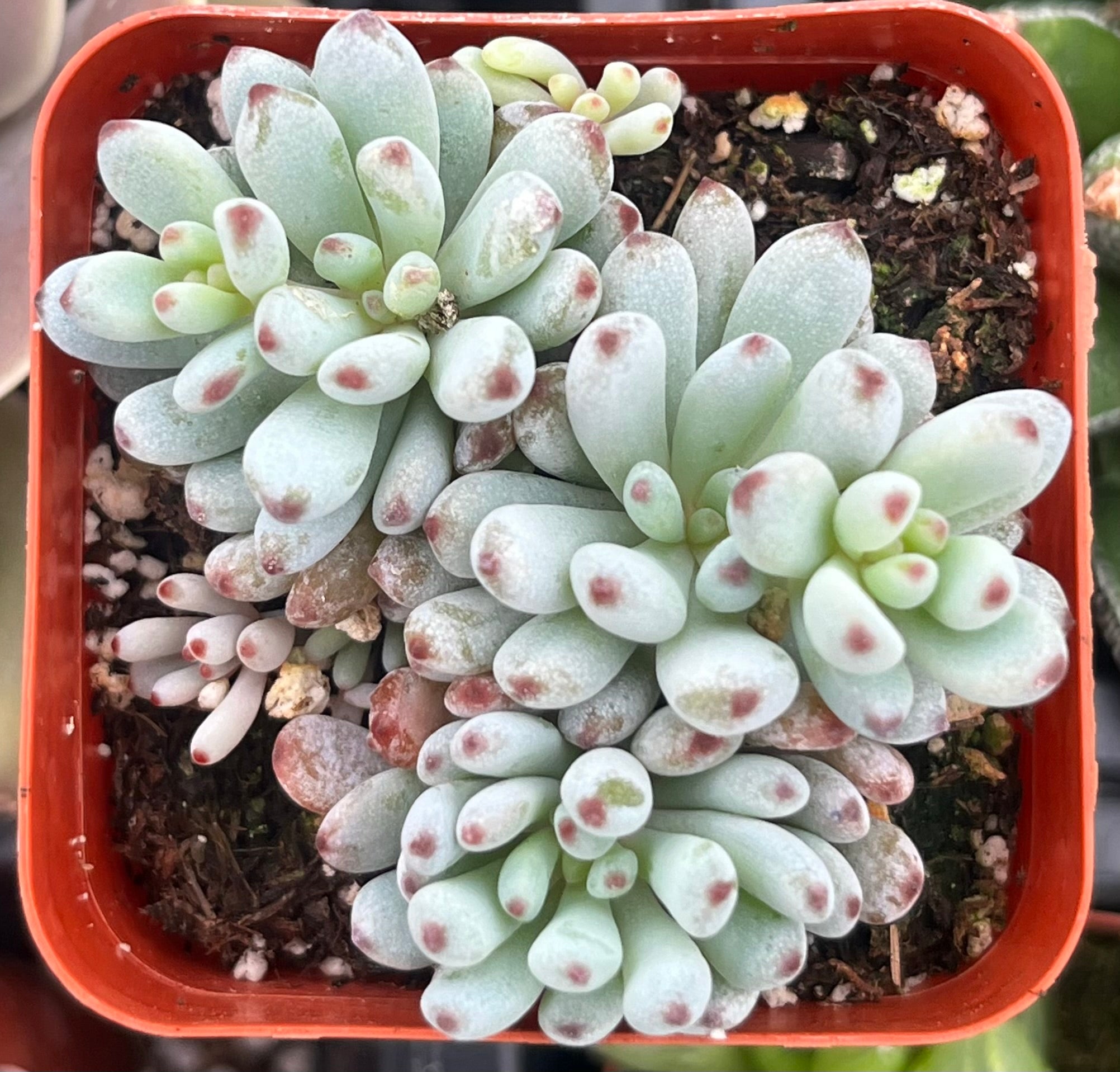 bluebean succulent Graptopetalum Pachyphyllum