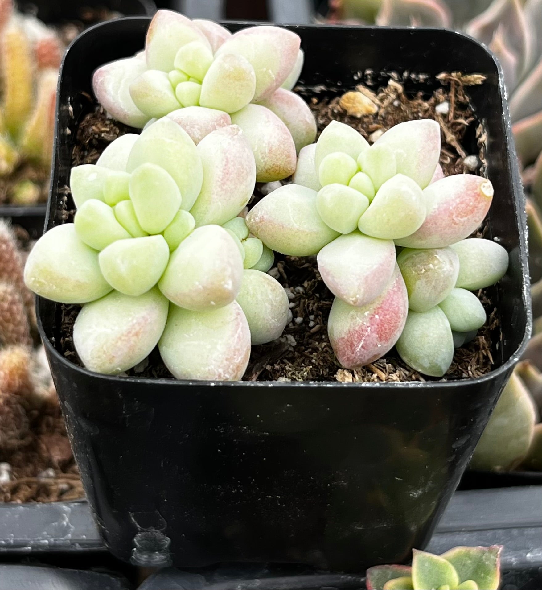 ramsey succulents Sedum Donkey's Tail