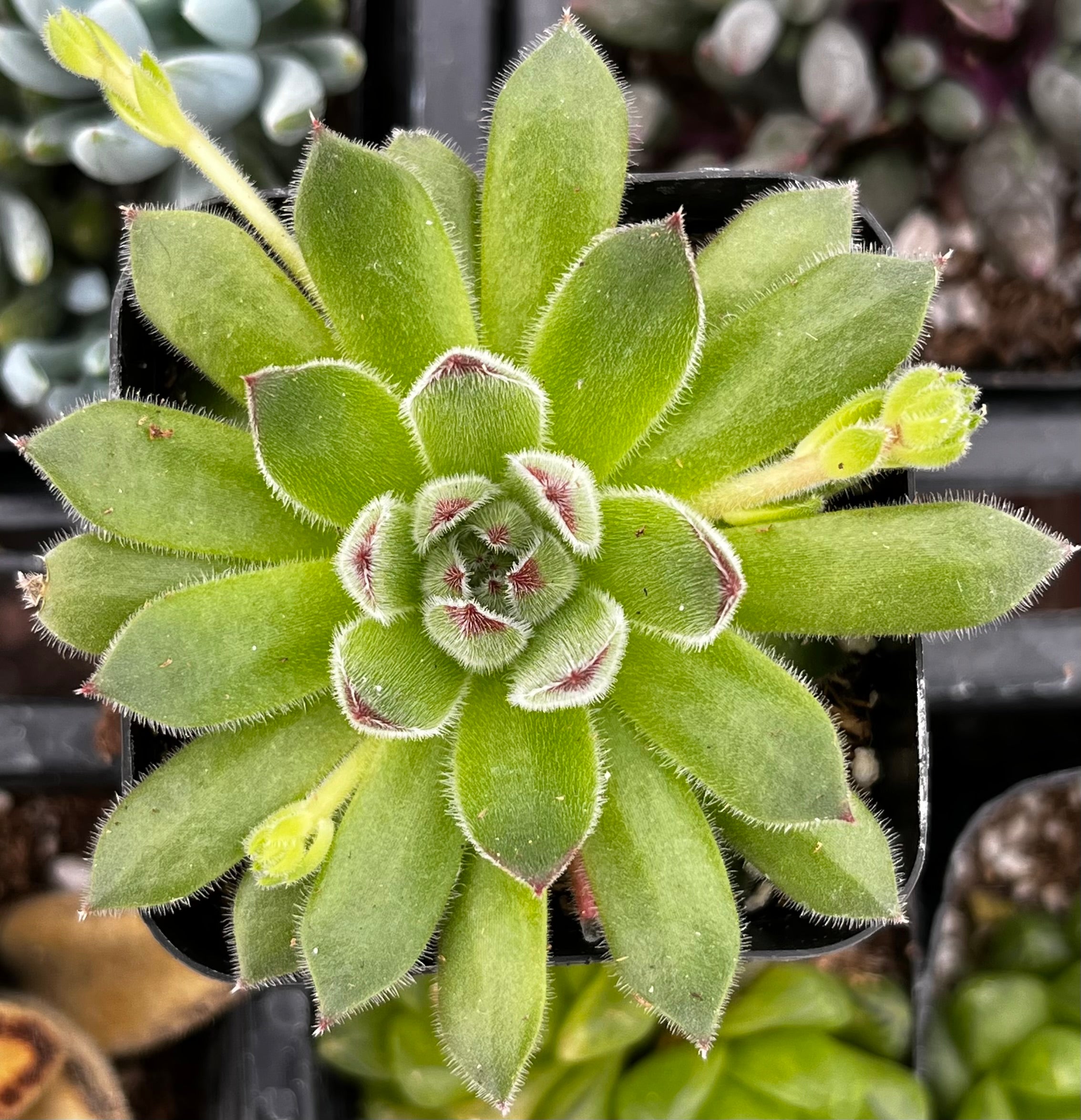 spring beauty succulent Sempervivum Spring Beauty