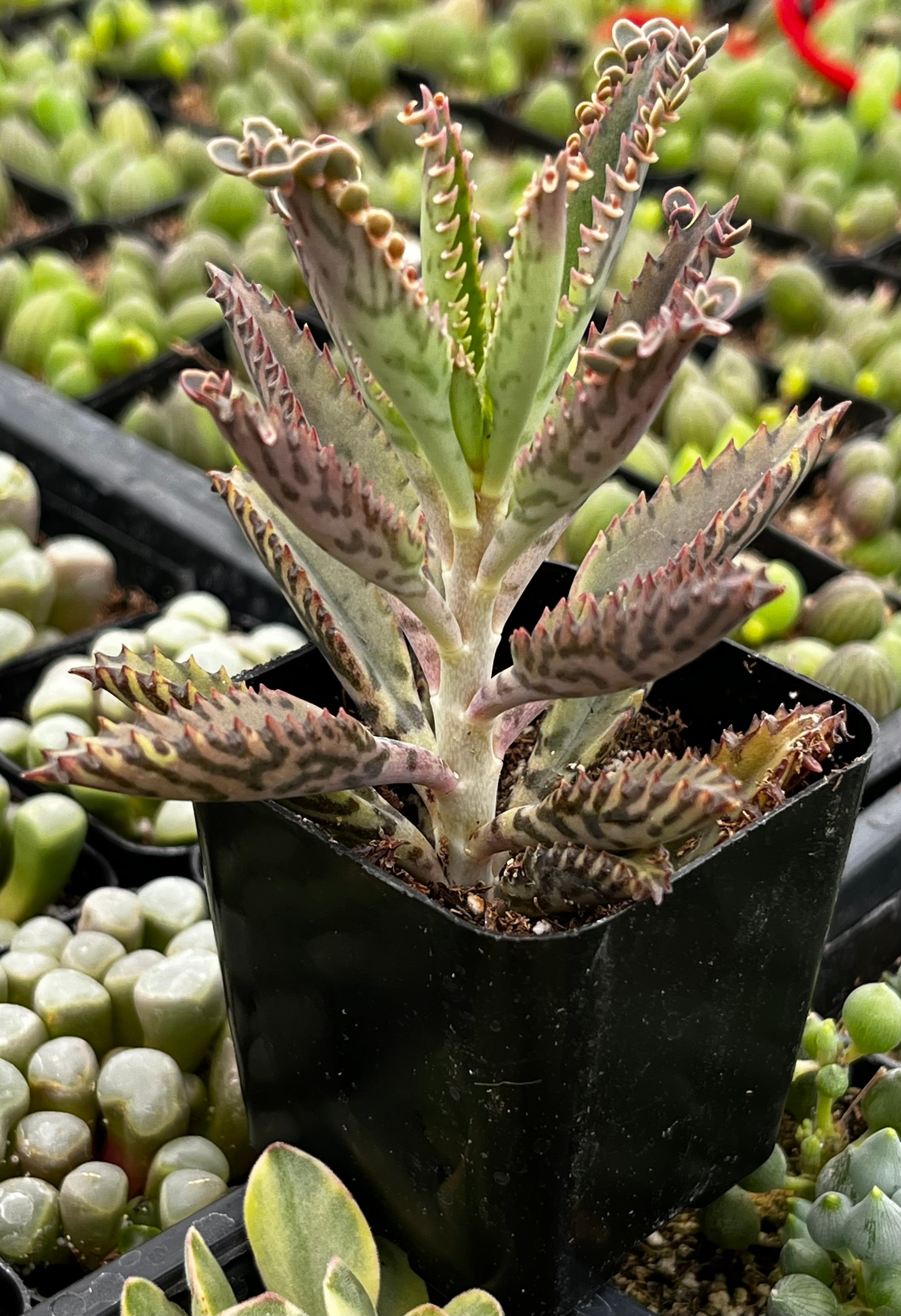 citronella plant seeds 2.32 qt. Citronella Mosquito Plant – Bonnie Plants