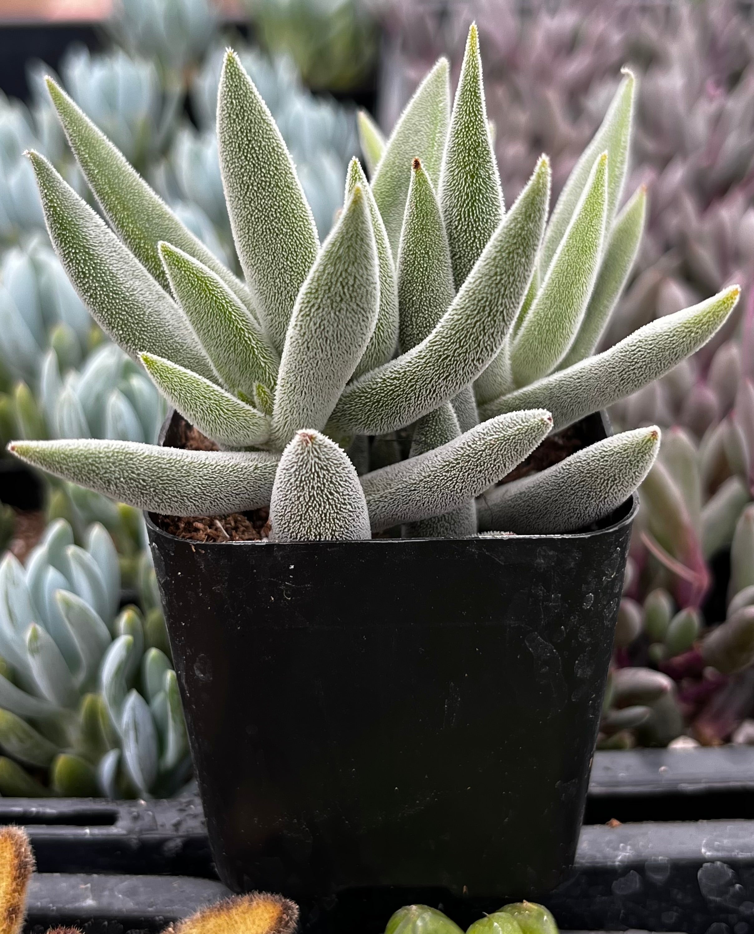 crassula mesembryanthemoides succulent Crassula mesembryanthemoides 'Tenelli' 2 Inch