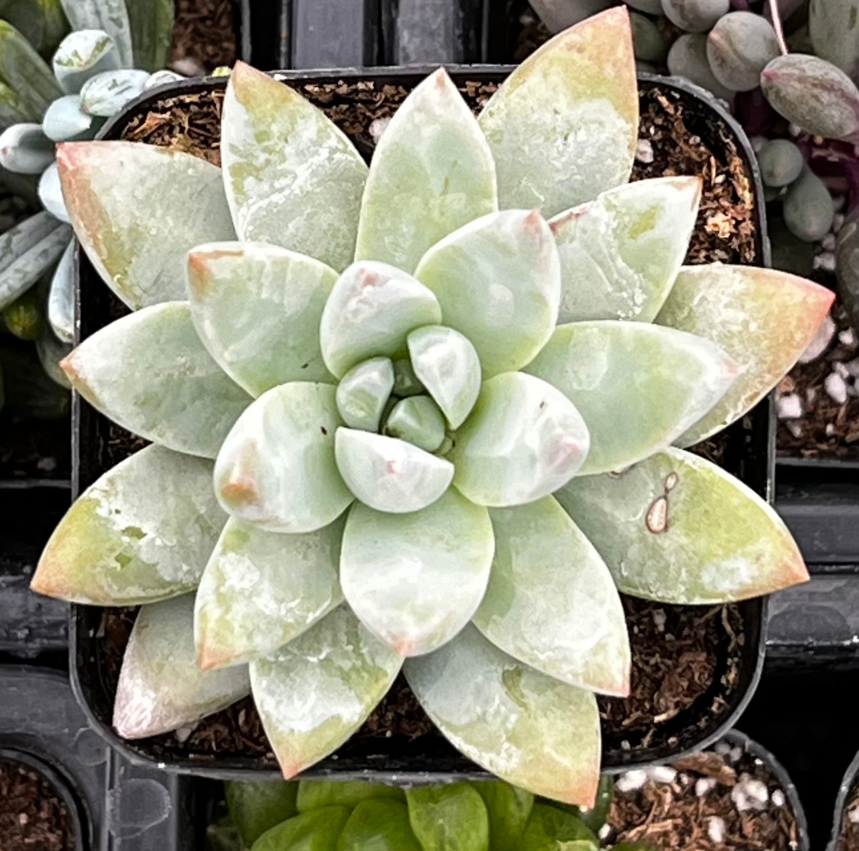 lilac succulent Echeveria Lilac Mist