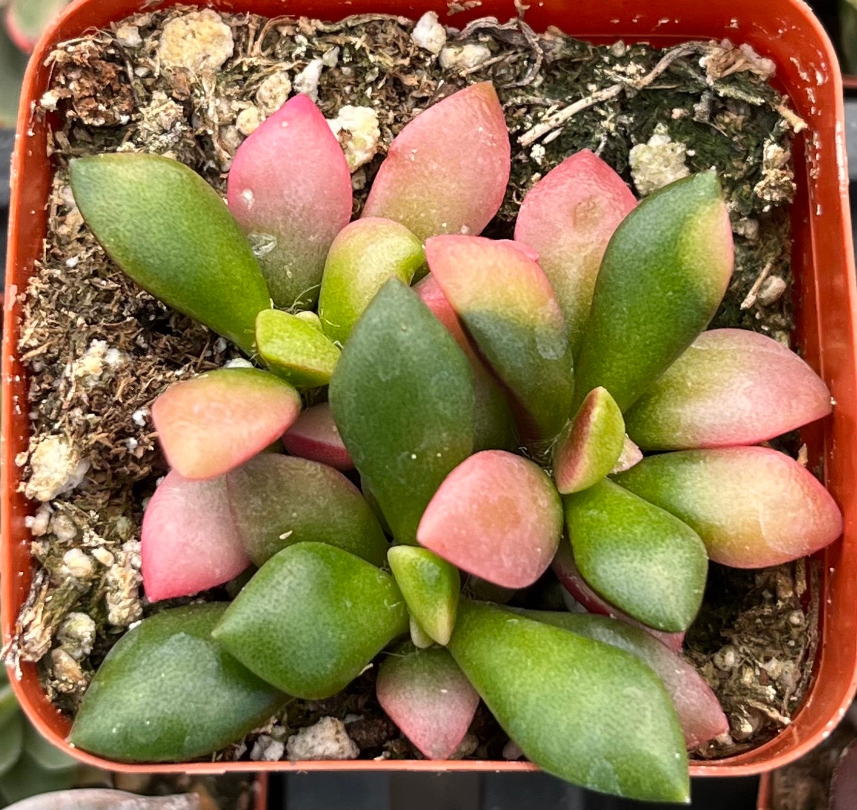 anacampseros rufescens succulent Anacampseros