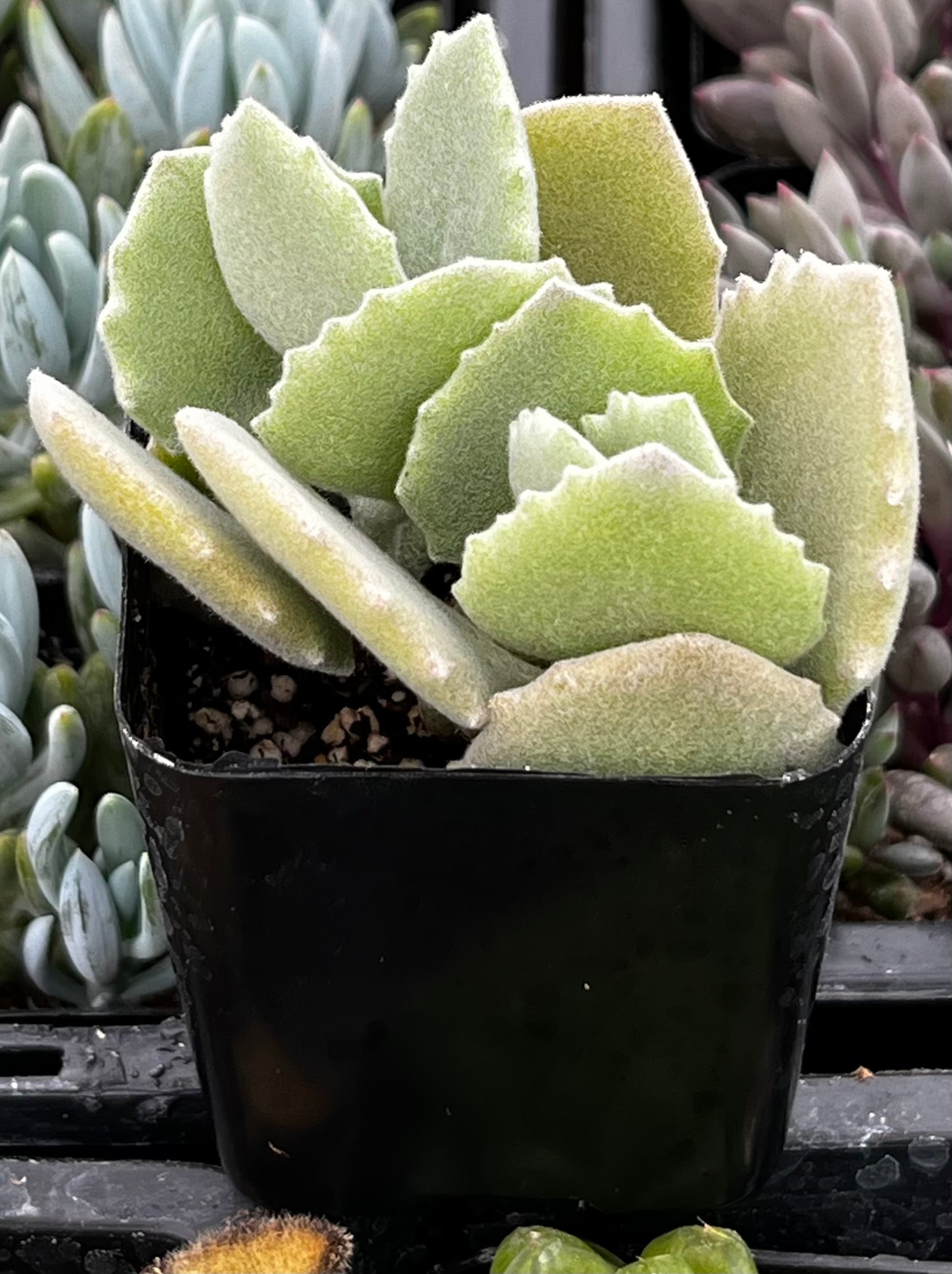 kalanchoe millotii succulent Kalanchoe Milottii