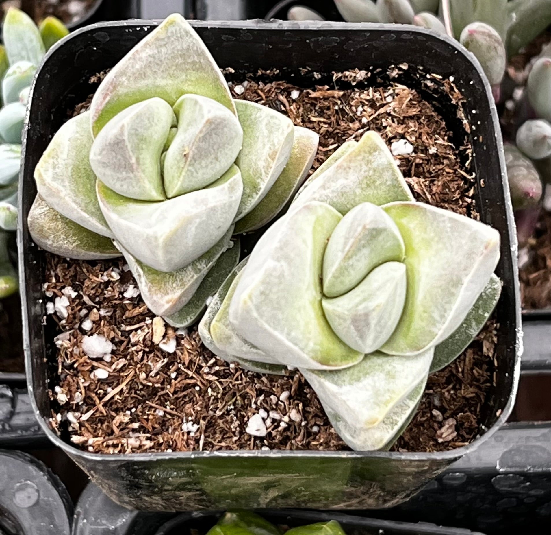 tarragon seeds for planting Tarragon (Russian) - Seeds - Organic - Non Gmo main image 1