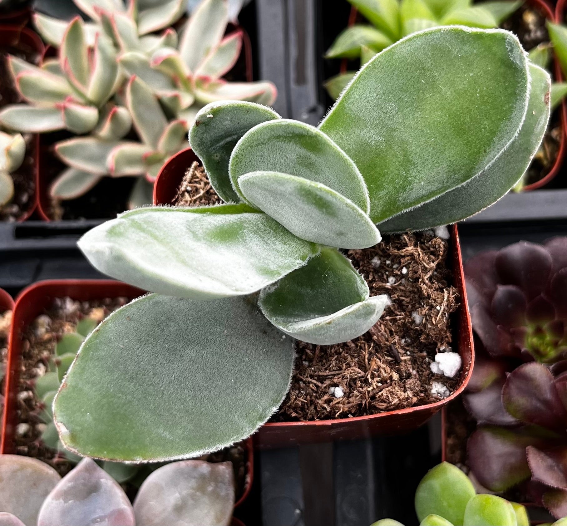 cotyledonis succulent care Crassula Cotyledonis