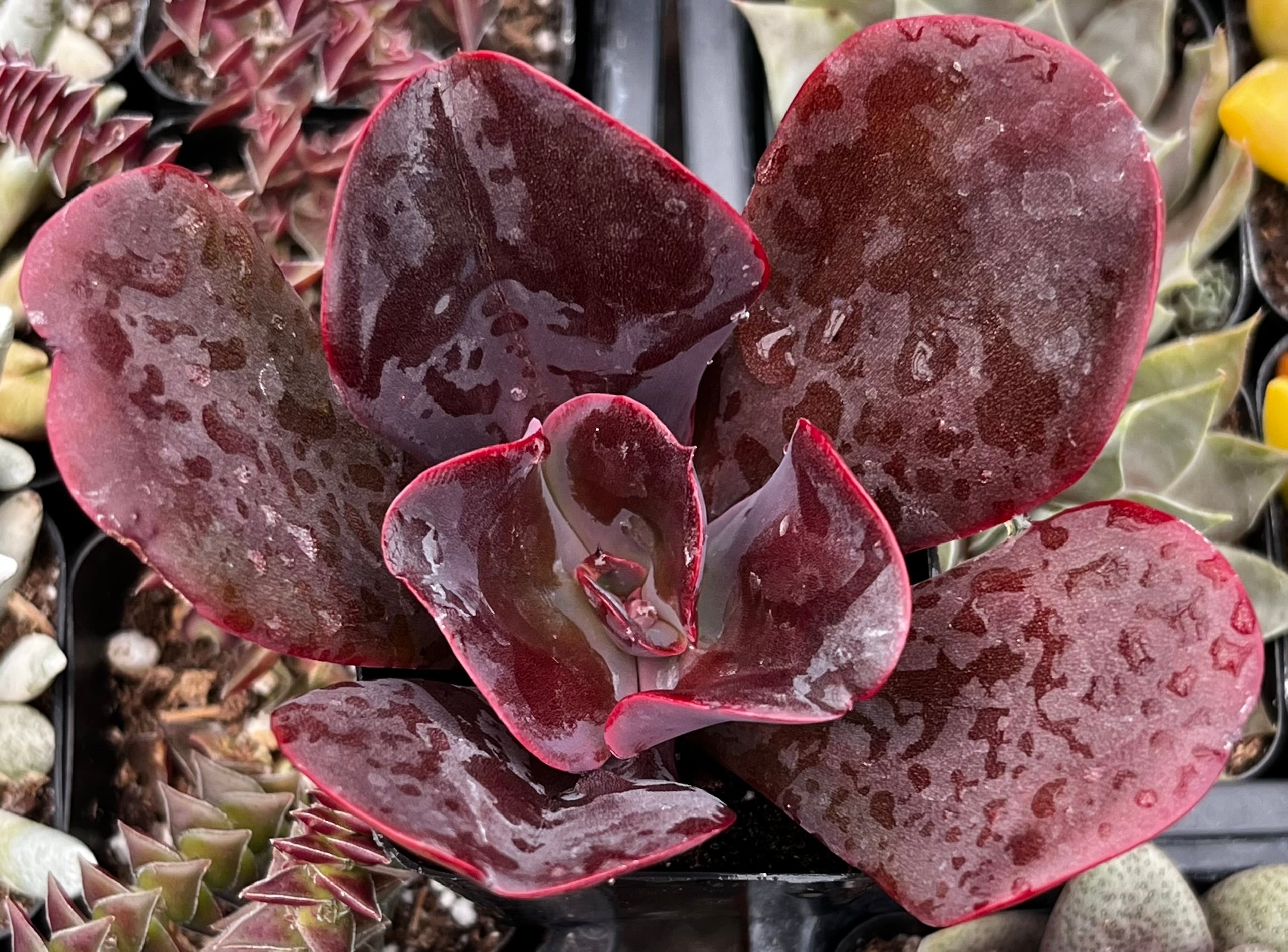 succulent plant rose Echeveria Mahogany Rose