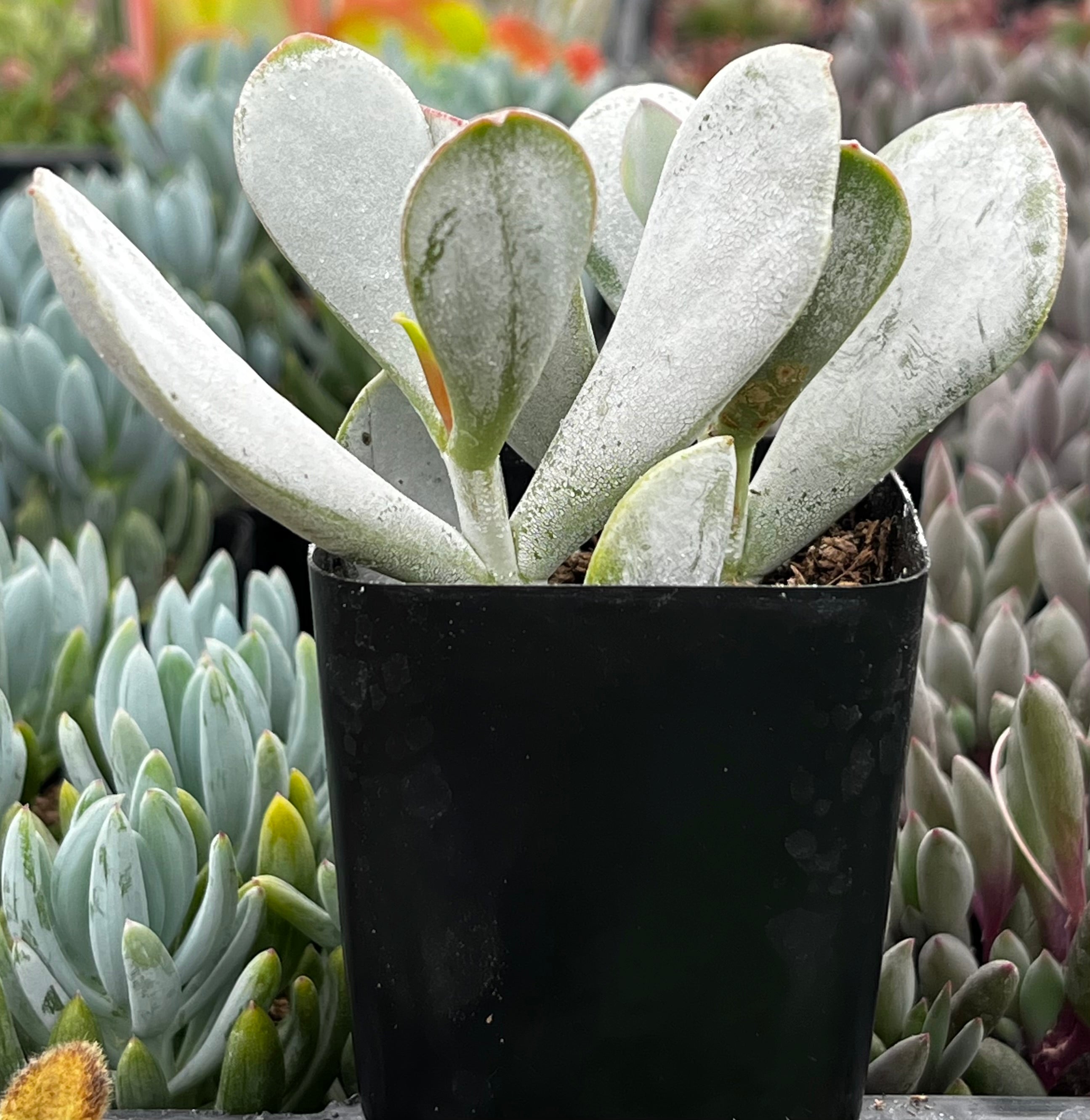 succulent grey leaves Cotyledon Orbiculata Pig's Ear