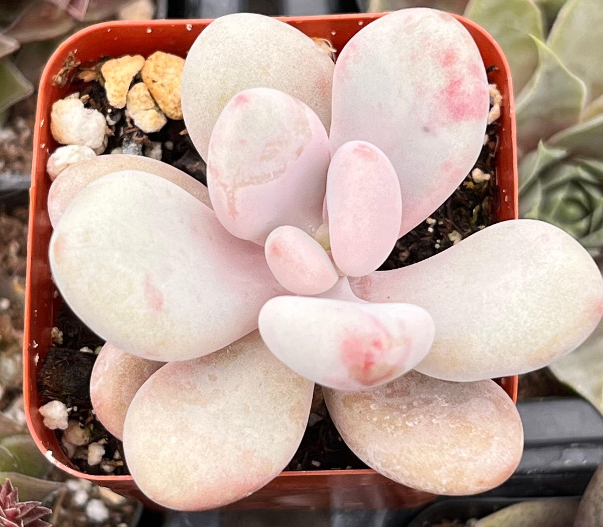pink moonstone succulent Pink Moonstone Pachyphytum