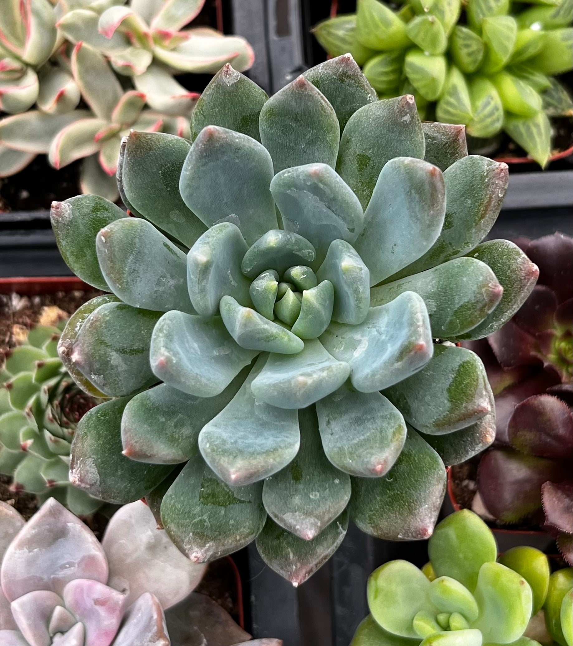 echeveria succulents bluish green Echeveria Blue