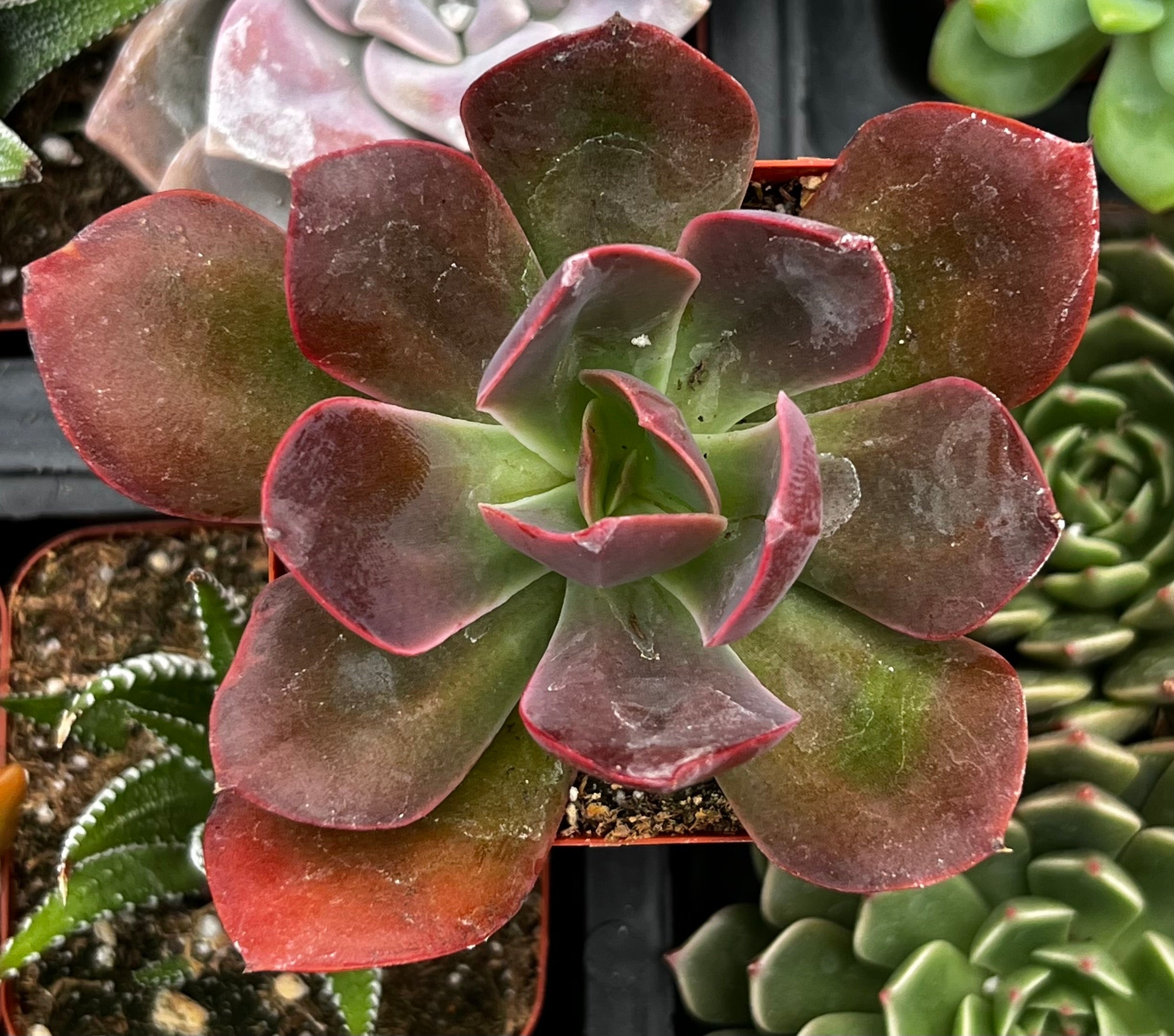 baron bold succulent Echeveria Red Baron