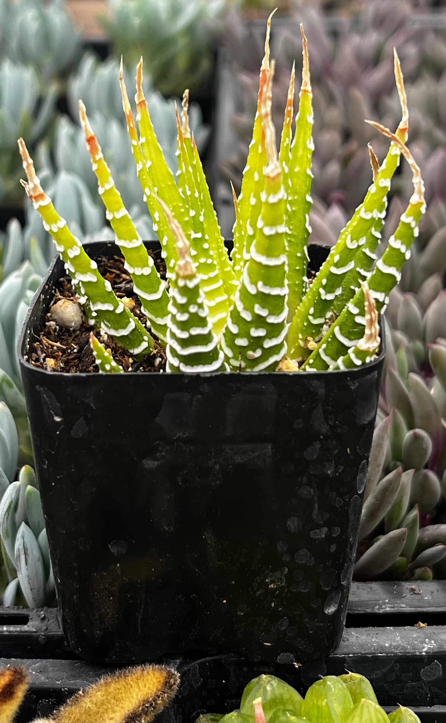 zebra aloe vera plant Variegated Haworthia Zebra
