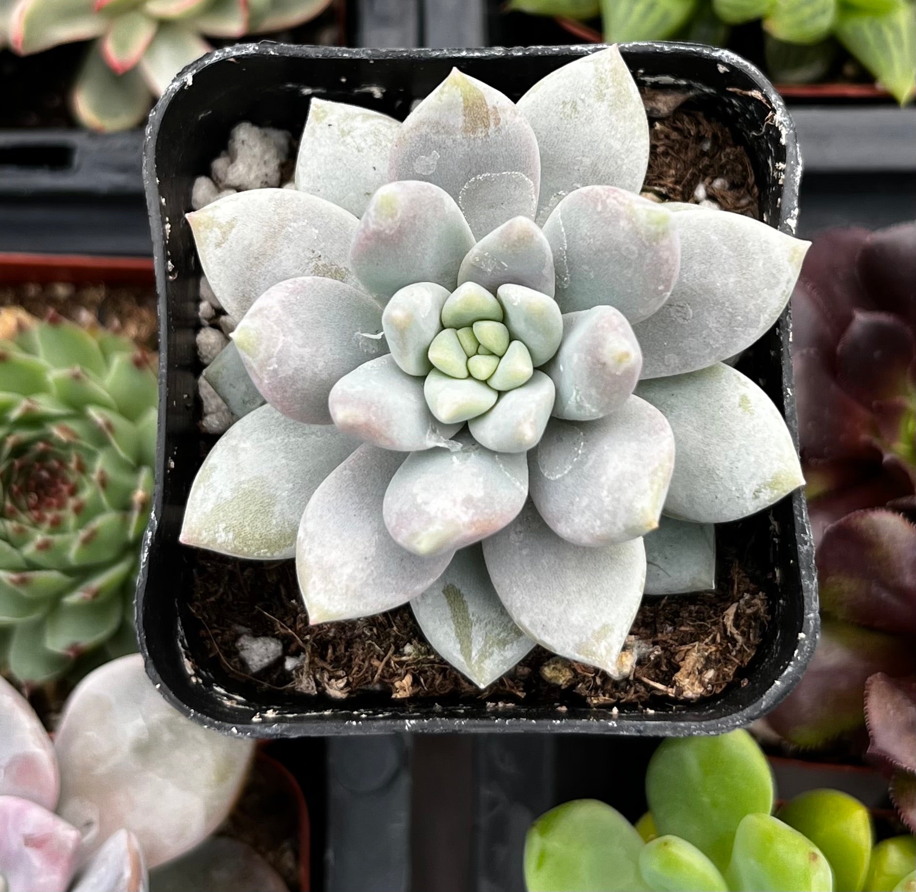 petal leaf succulent plants Graptopetalum Petal
