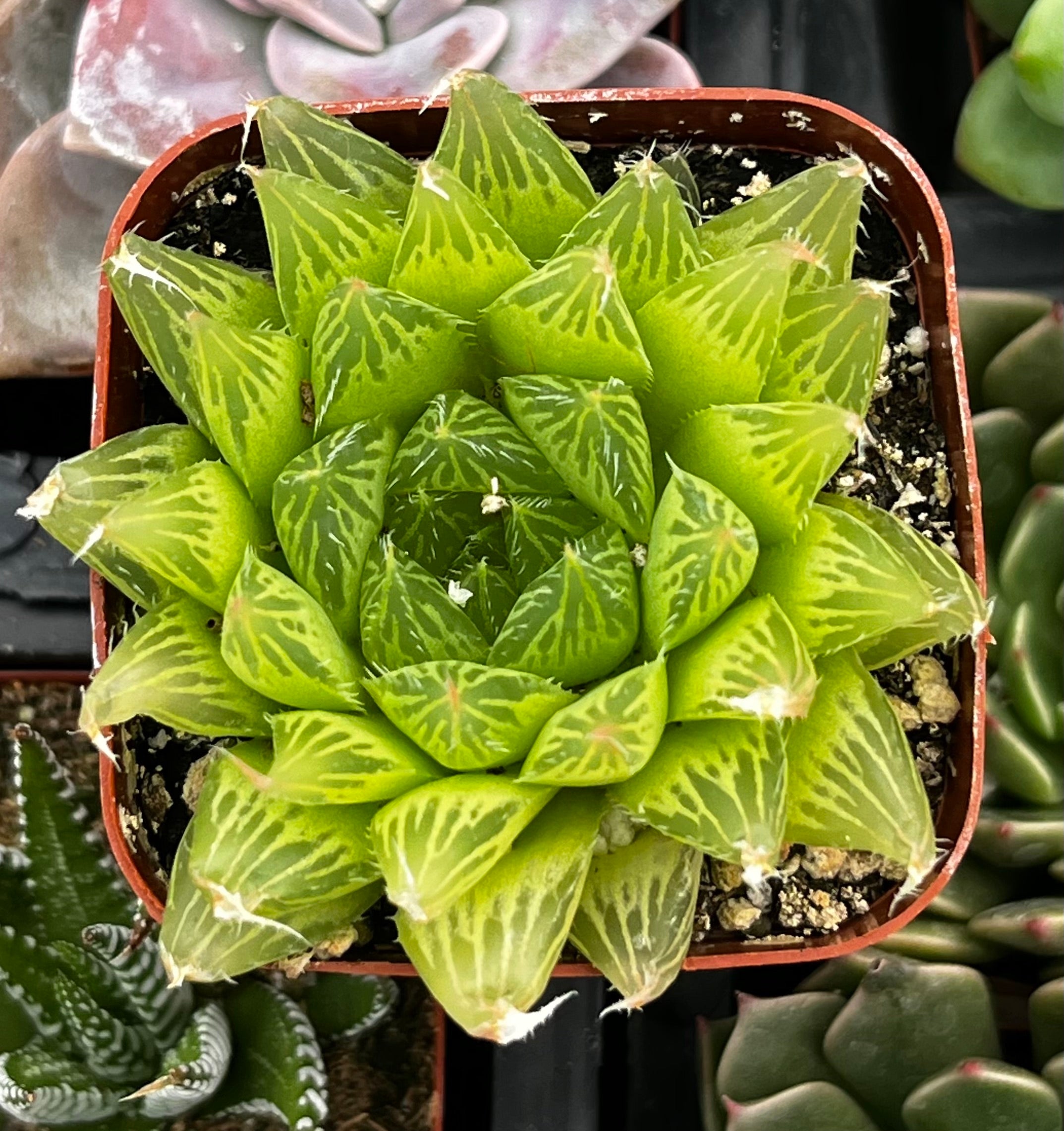 plump haworthia cooperi succulent Haworthia Cooperi