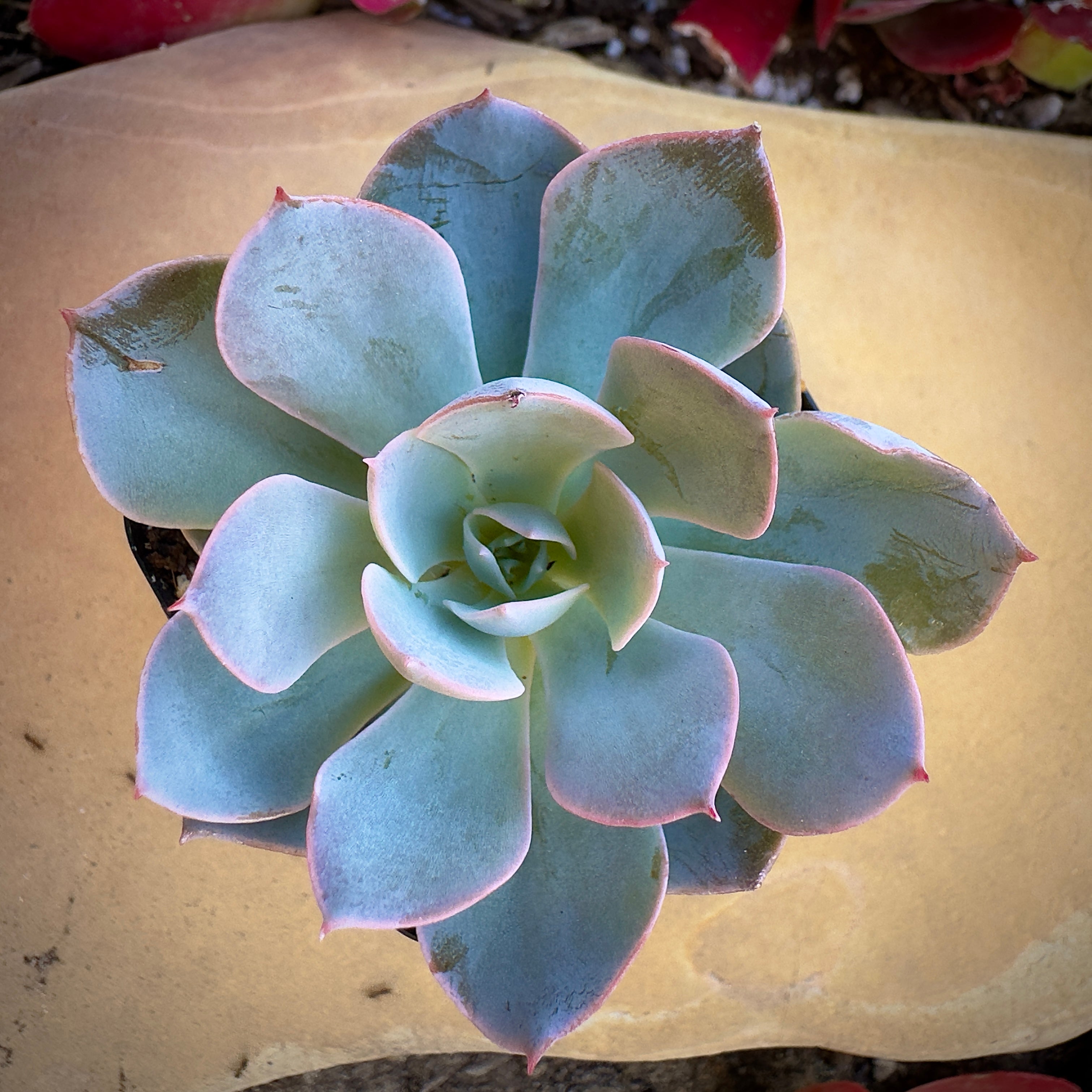 powder blue succulent Echeveria Subsessilis