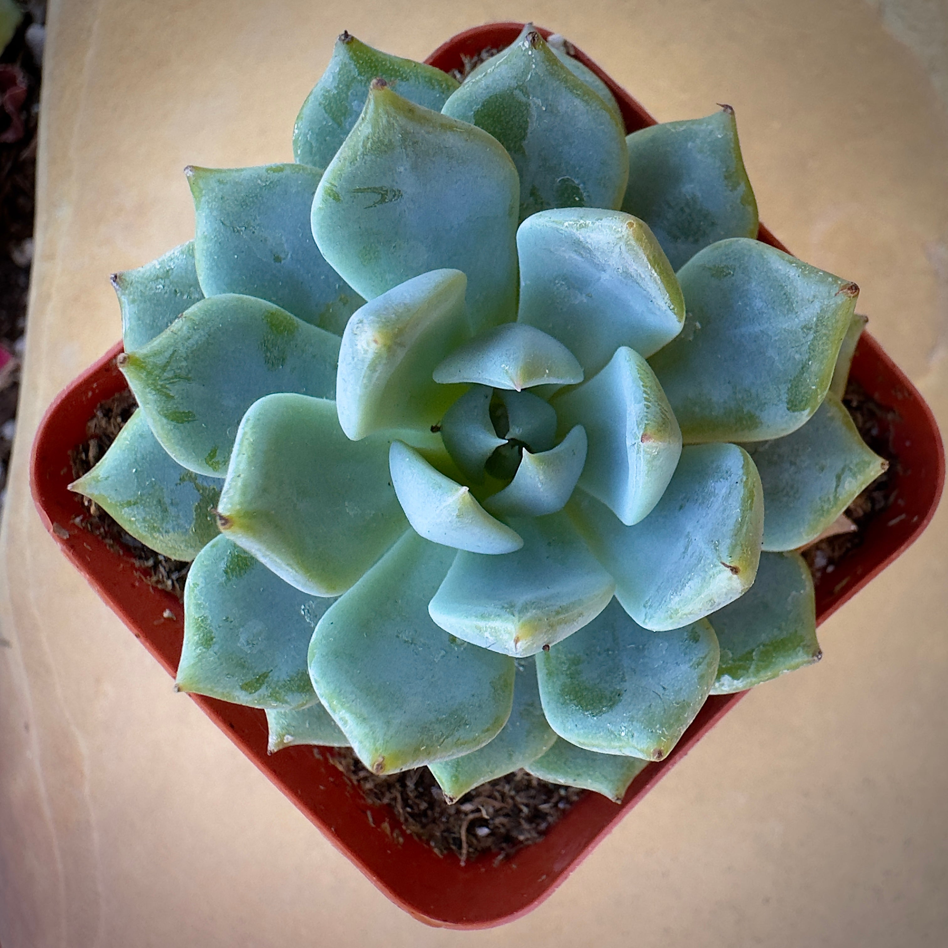 bluish succulent Echeveria Blue Rose