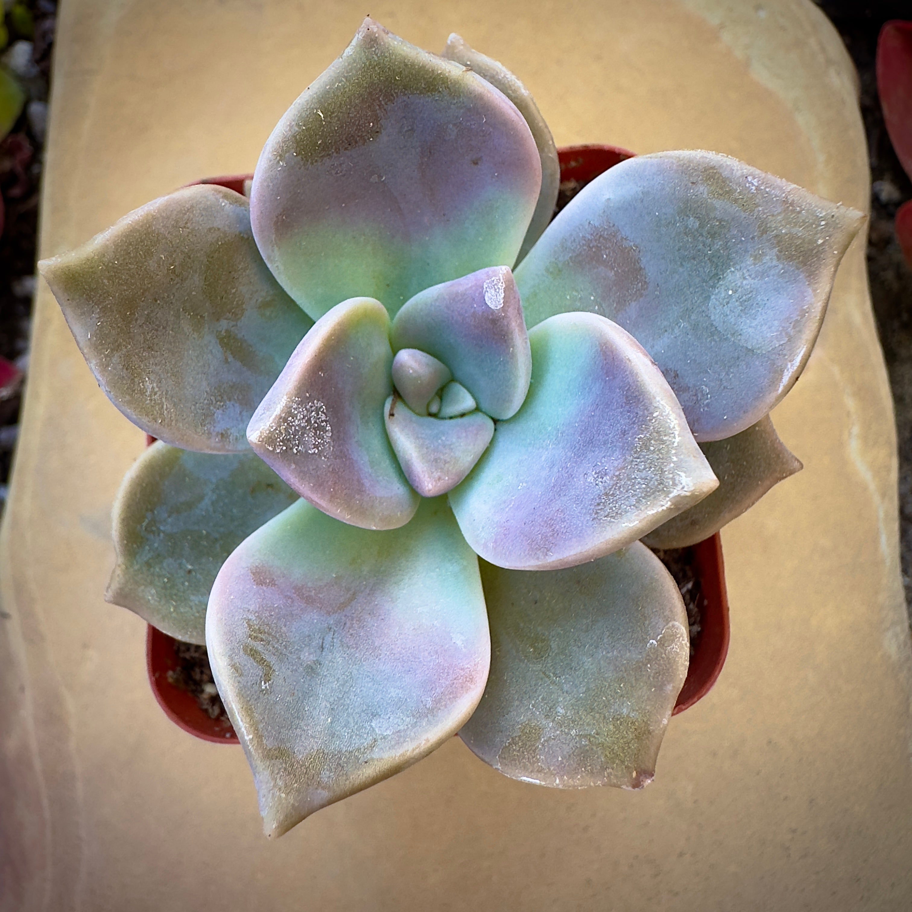 graptopetalum superbum succulent Graptopetalum Superbum