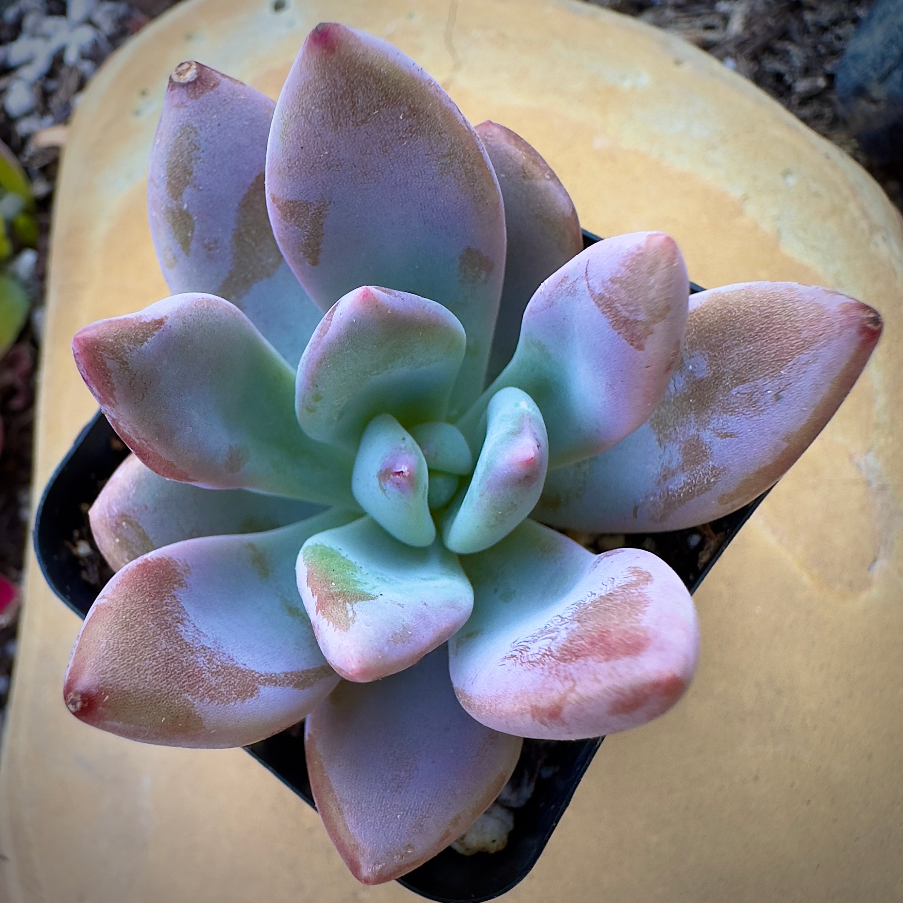 Buy Graptoveria Opalina