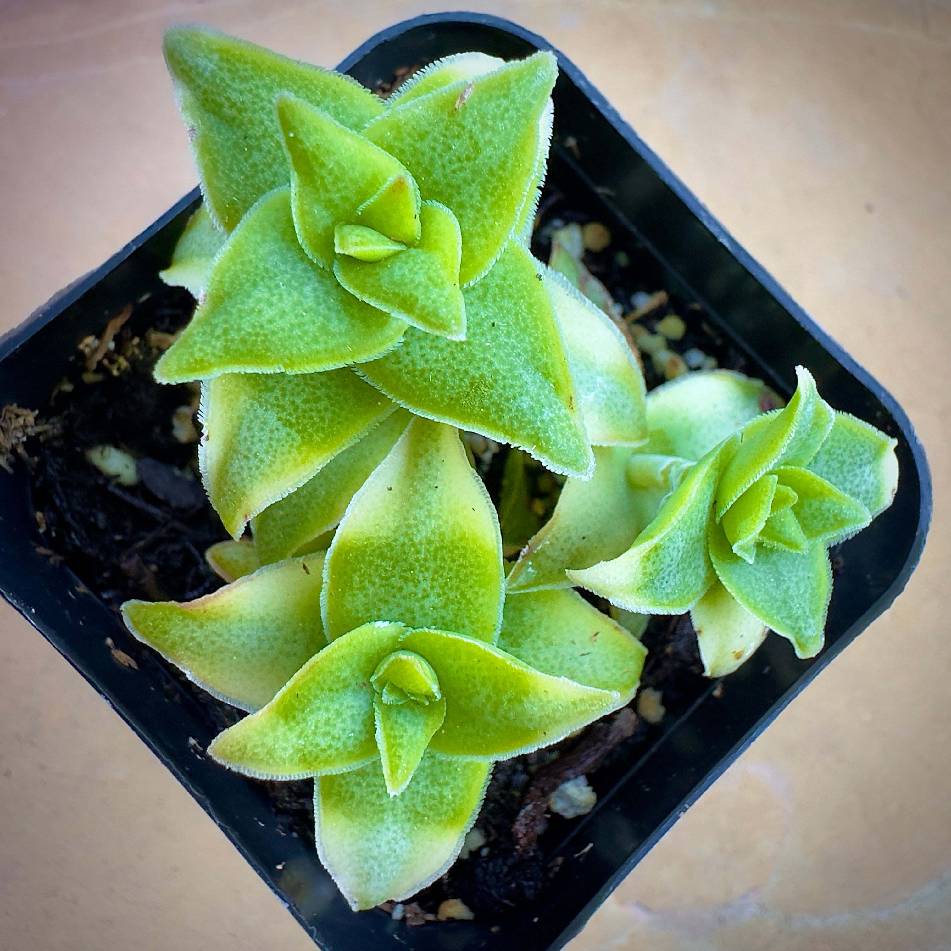 button succulent plant Variegated String of Buttons