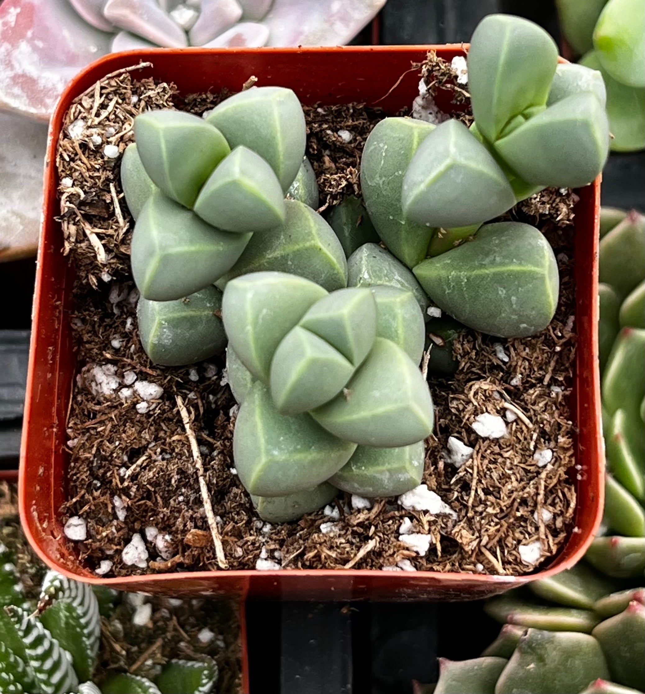 iceberg plant succulent Corpuscularia lehmannii