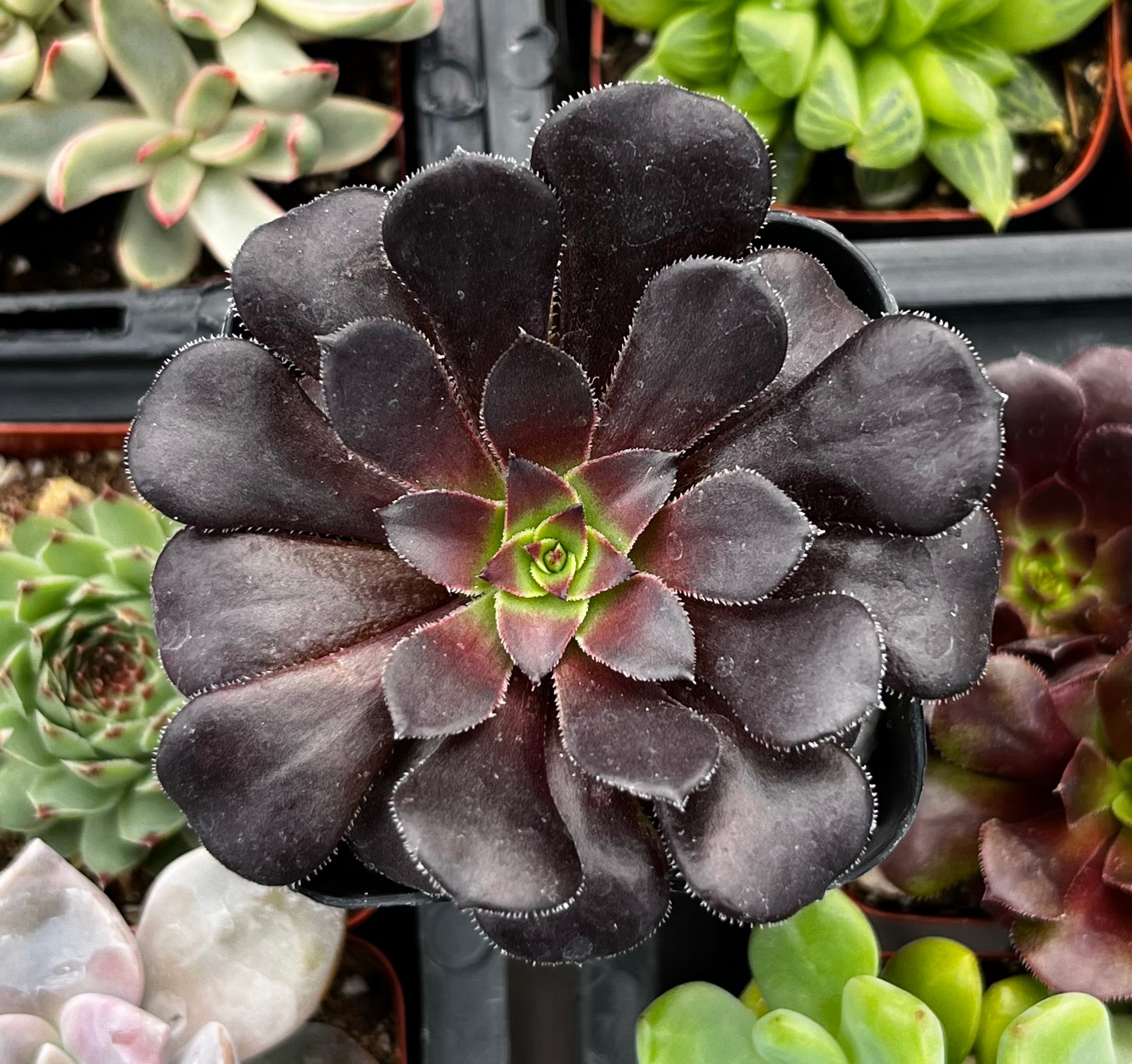 Buy Aeonium Black Rose Zwartkop