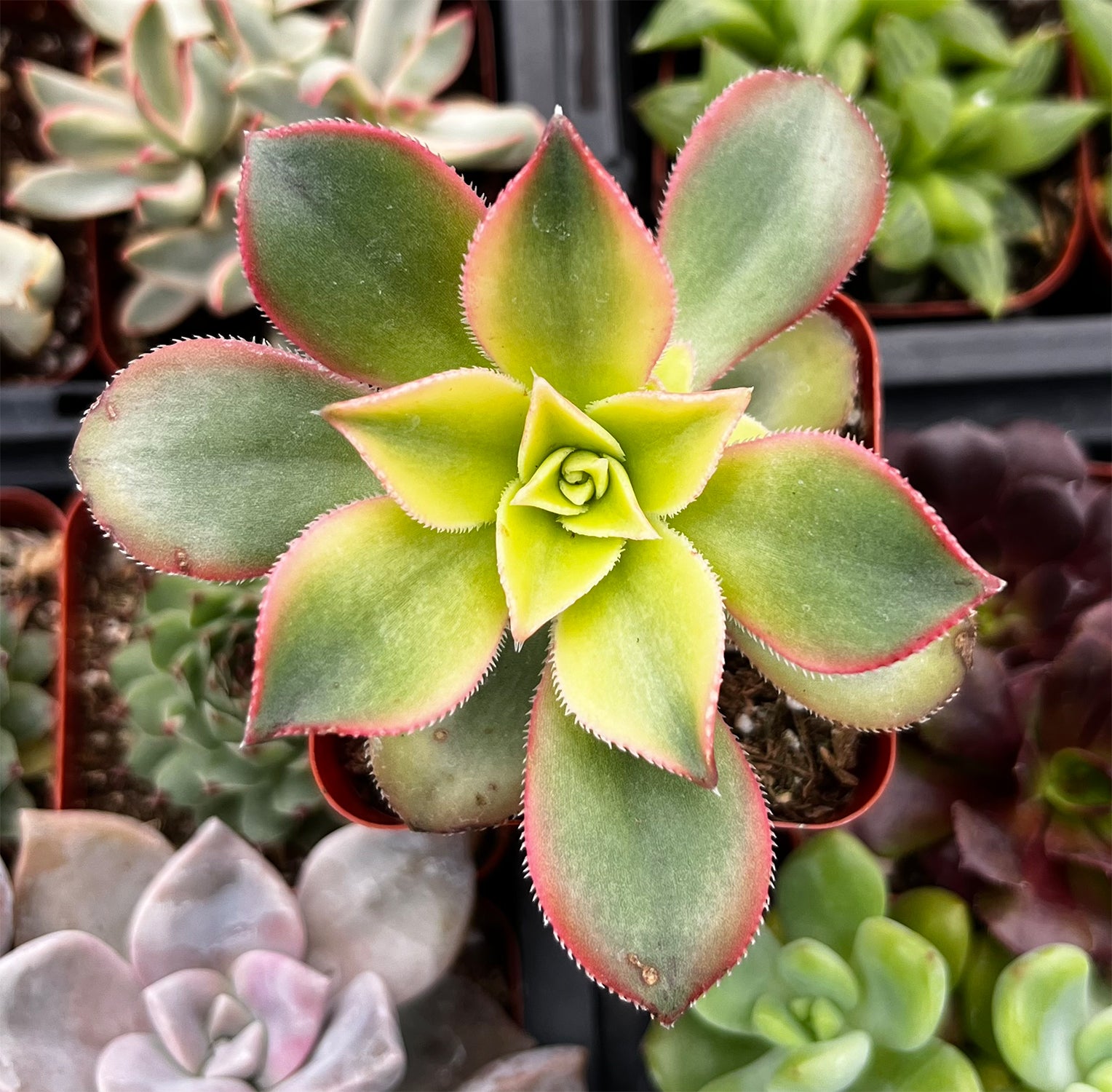 Buy Aeonium Kiwi