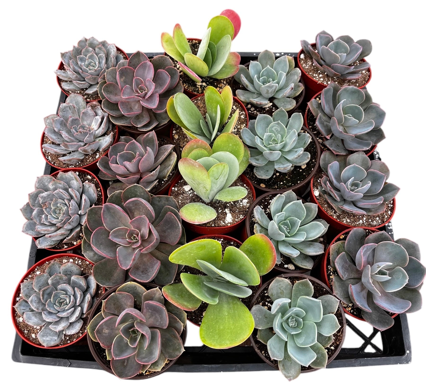 succulent pots bulk Bulk 4 inch Succulent Plants