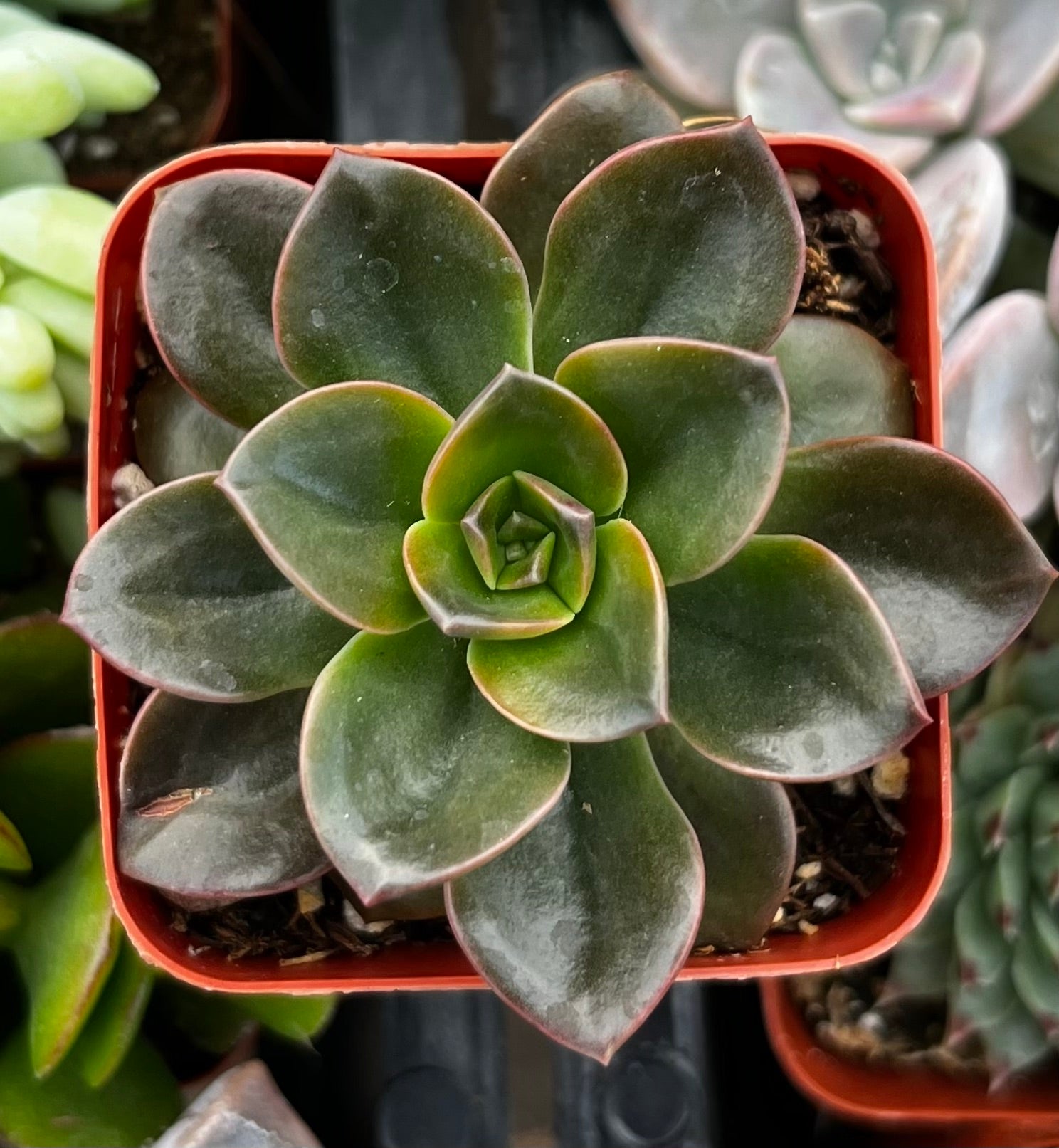 brown rose succulent Echeveria Melaco Brown Rose 4 inch