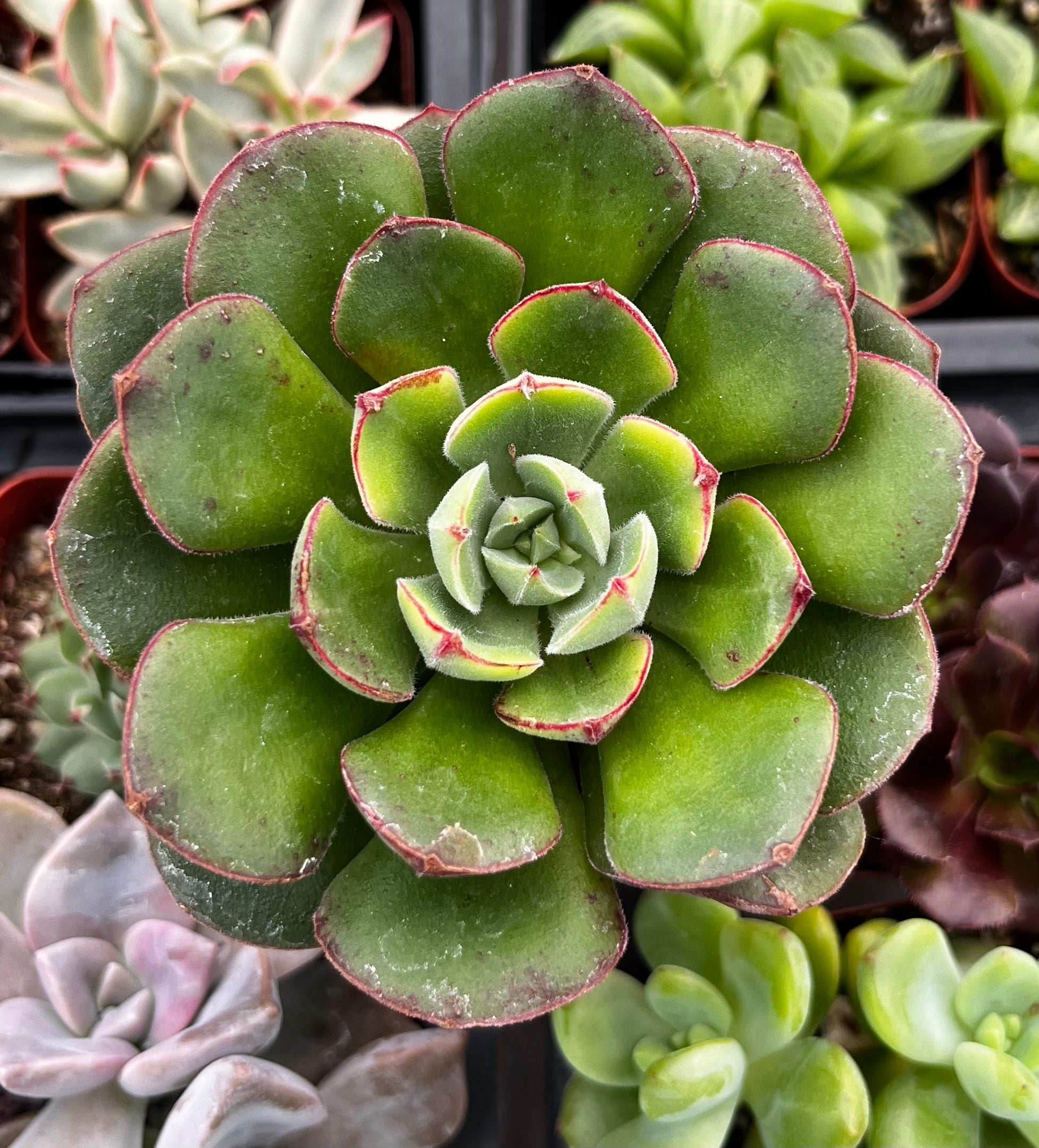 echeveria dondo succulent Echeveria Derosa